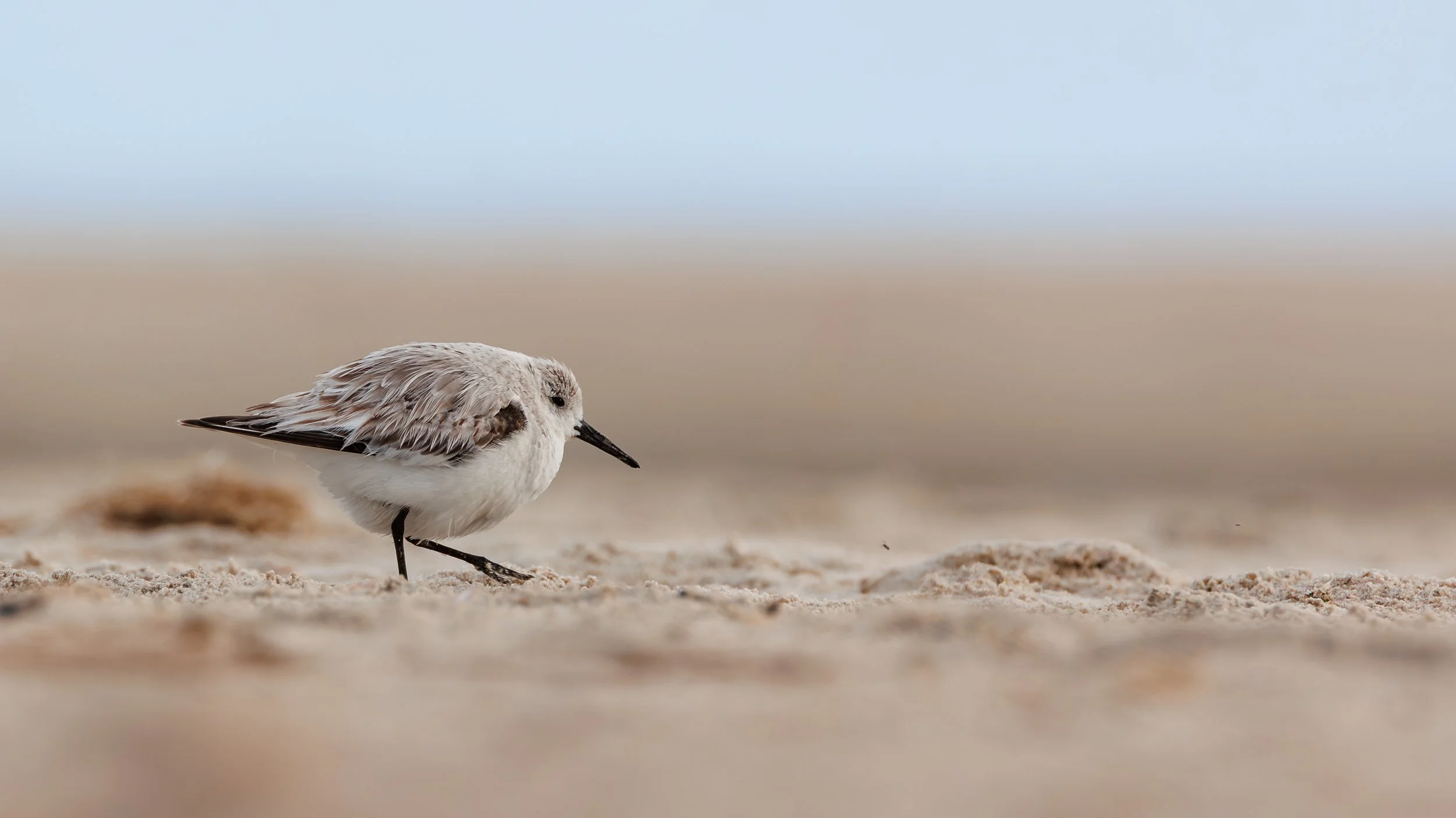sandløber  vadefugl i blåvand 