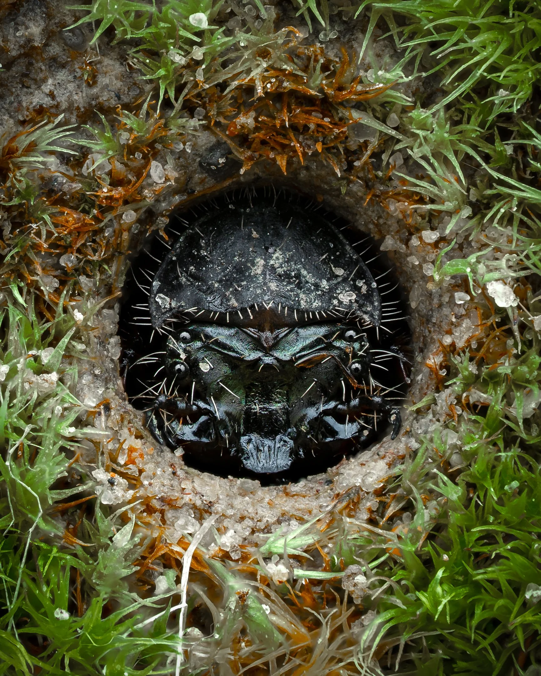 Sandspringer larve - tiger beetle larvae