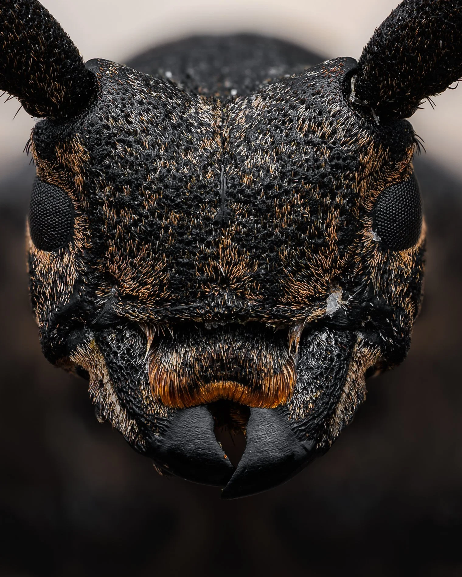 Væver - Lamia textor