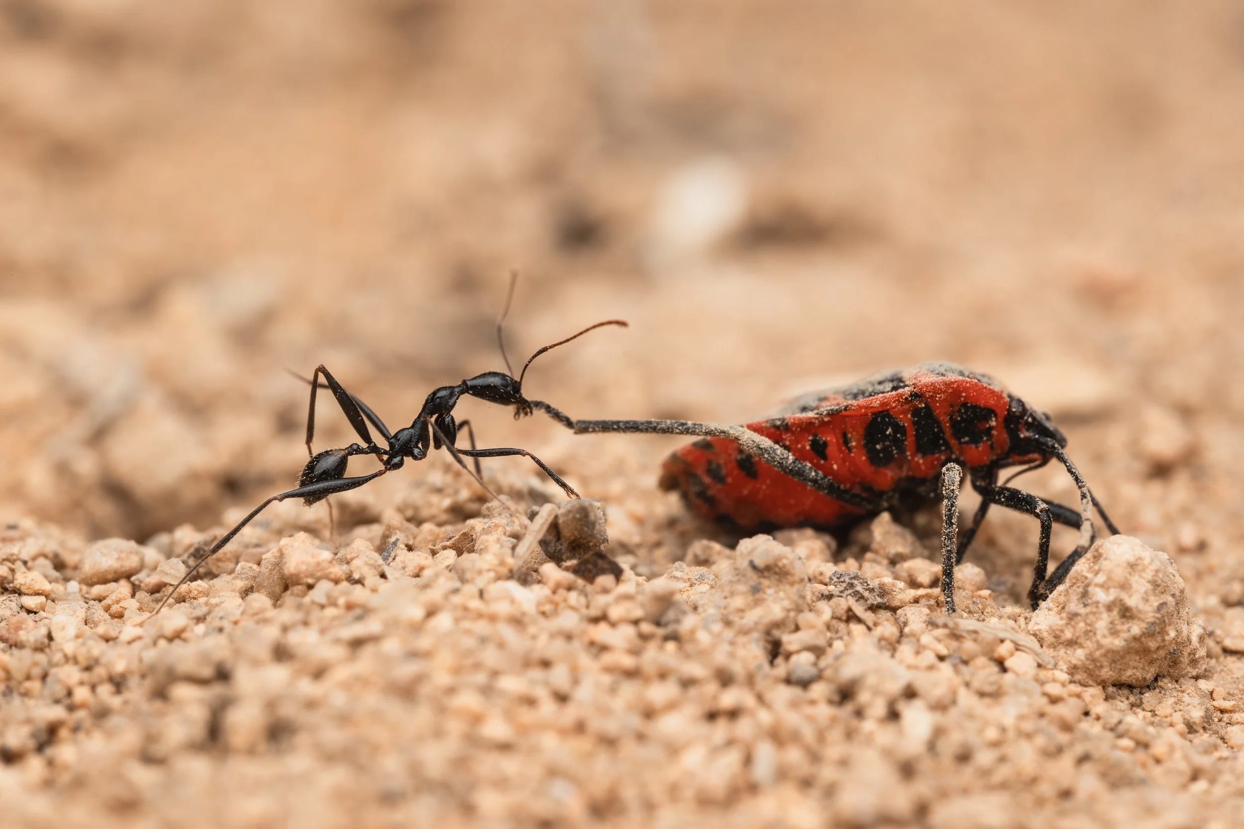 cecconi's collared ant