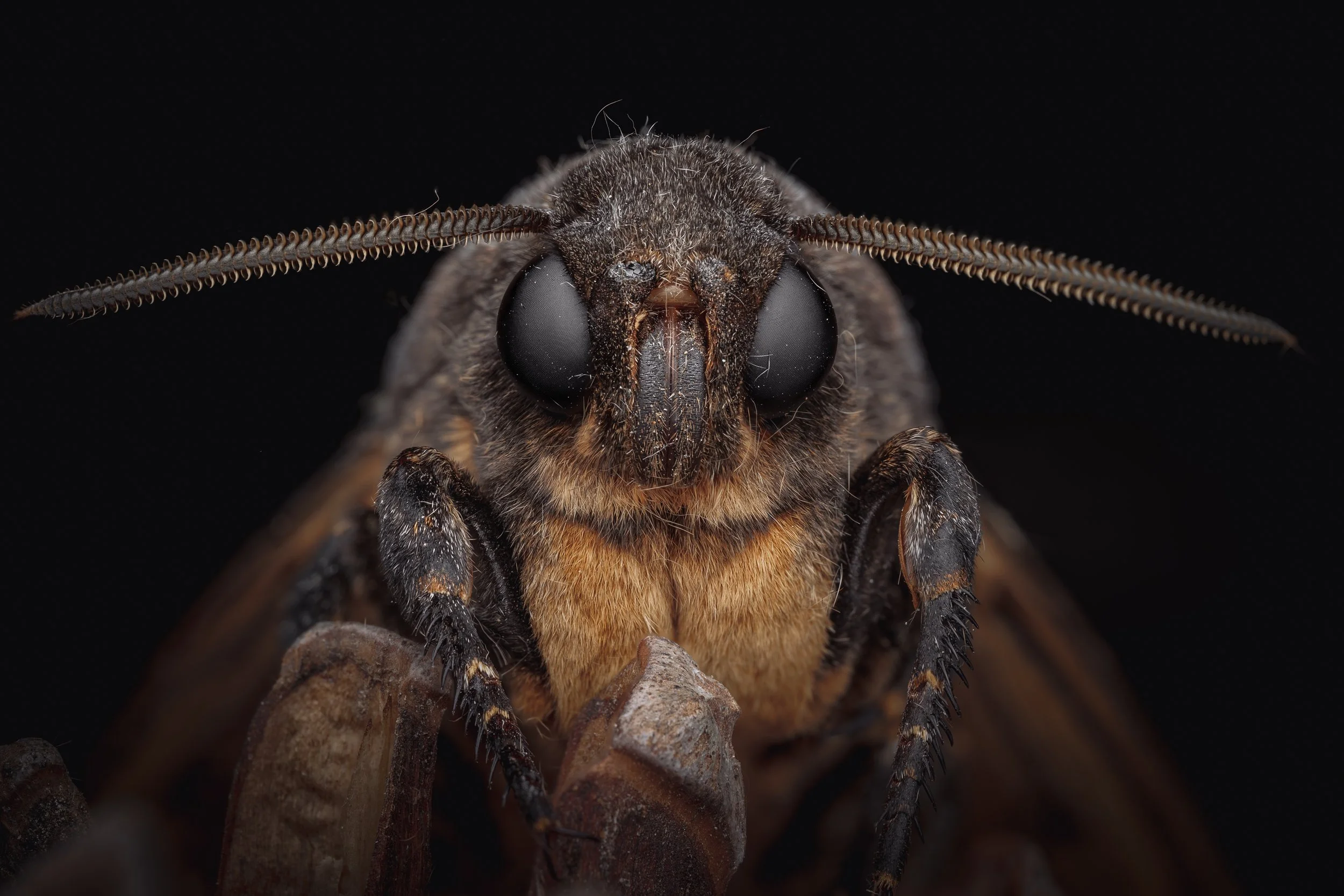 Dødningehoved (Acherontia atropos), Death's-head hawkmoth