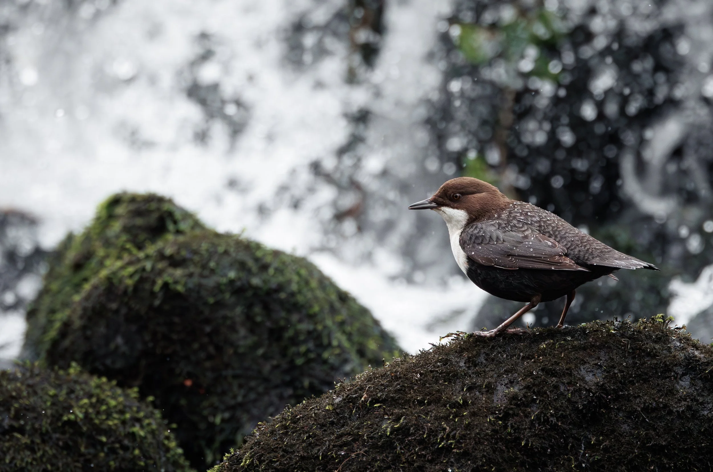 Dipper - vandstær