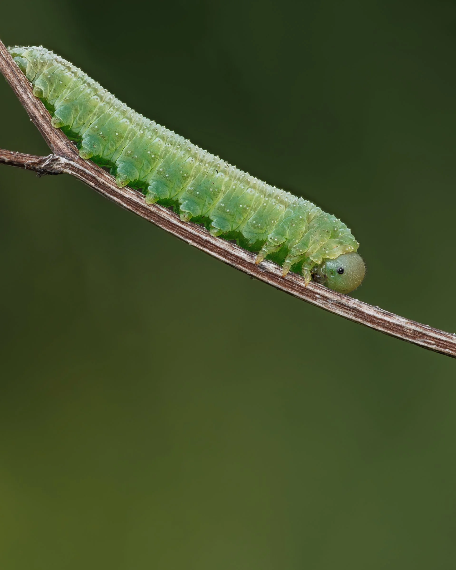 Tenthredopsis friesei
