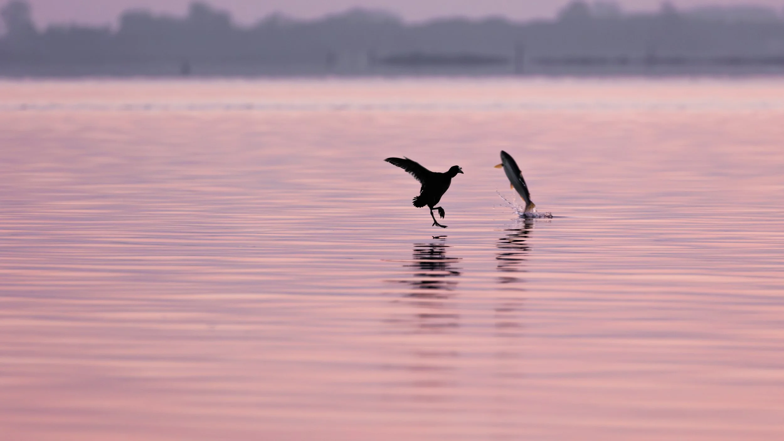 Greetings from the deep -ørred og blishøne mødes i Odense fjord 