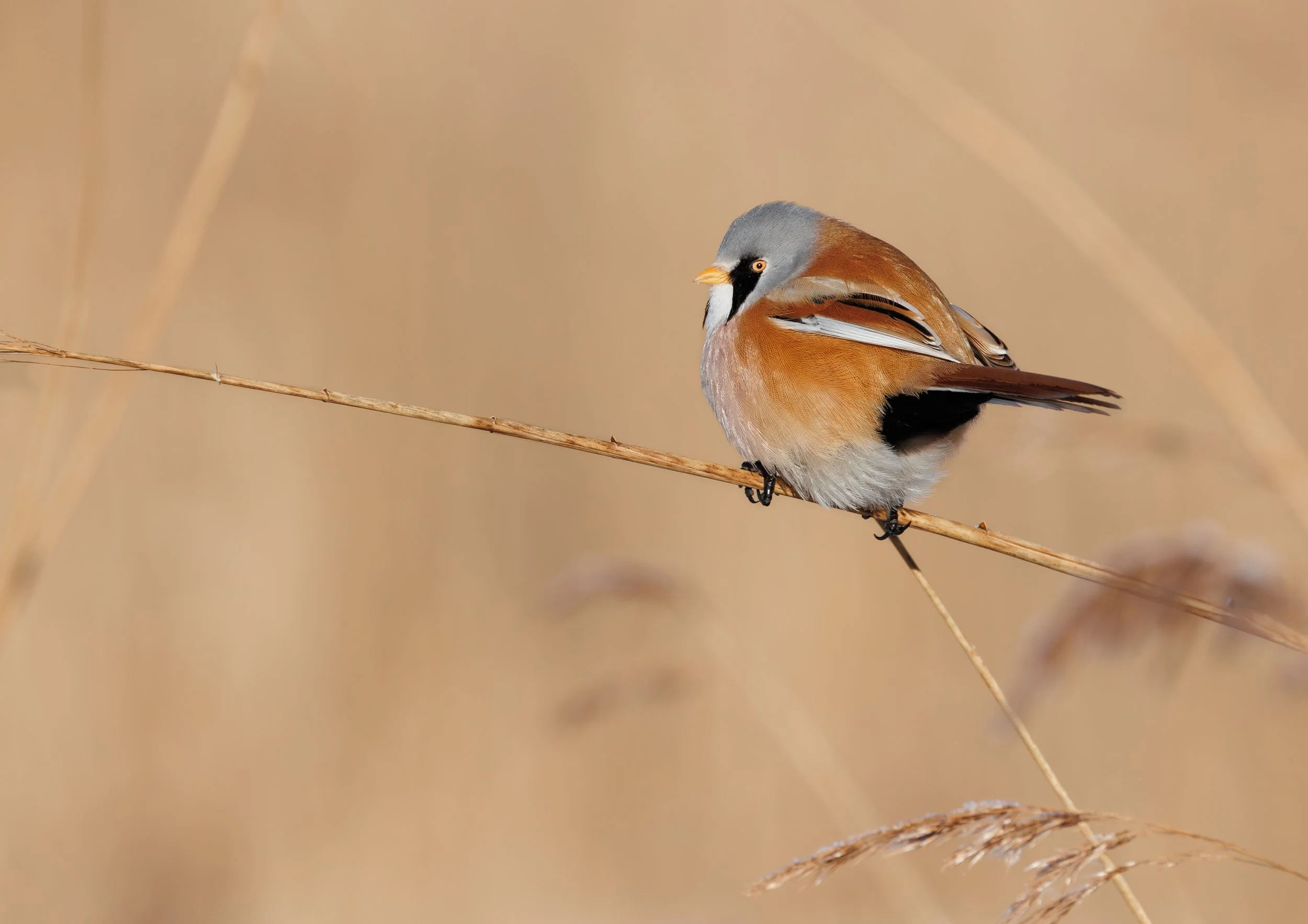 skægmejse Fyn (bearded reedling) 