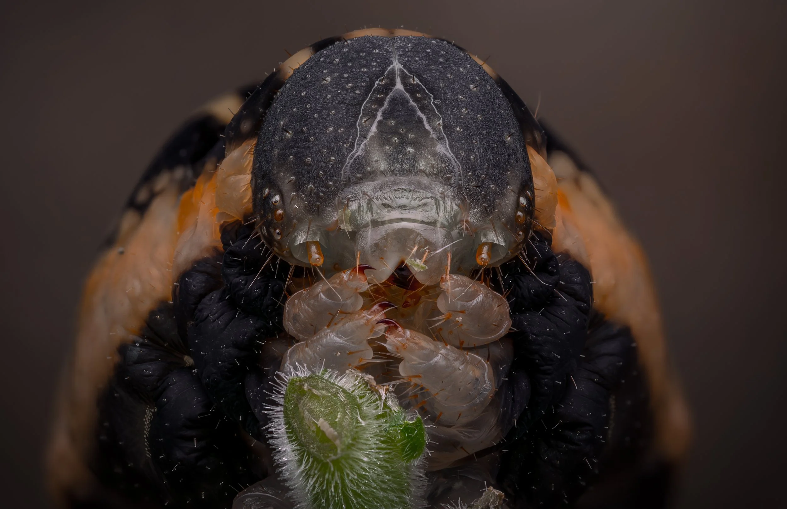 Dueurtsværmer(Deilephila elpenor) Elephant Hawk-moth