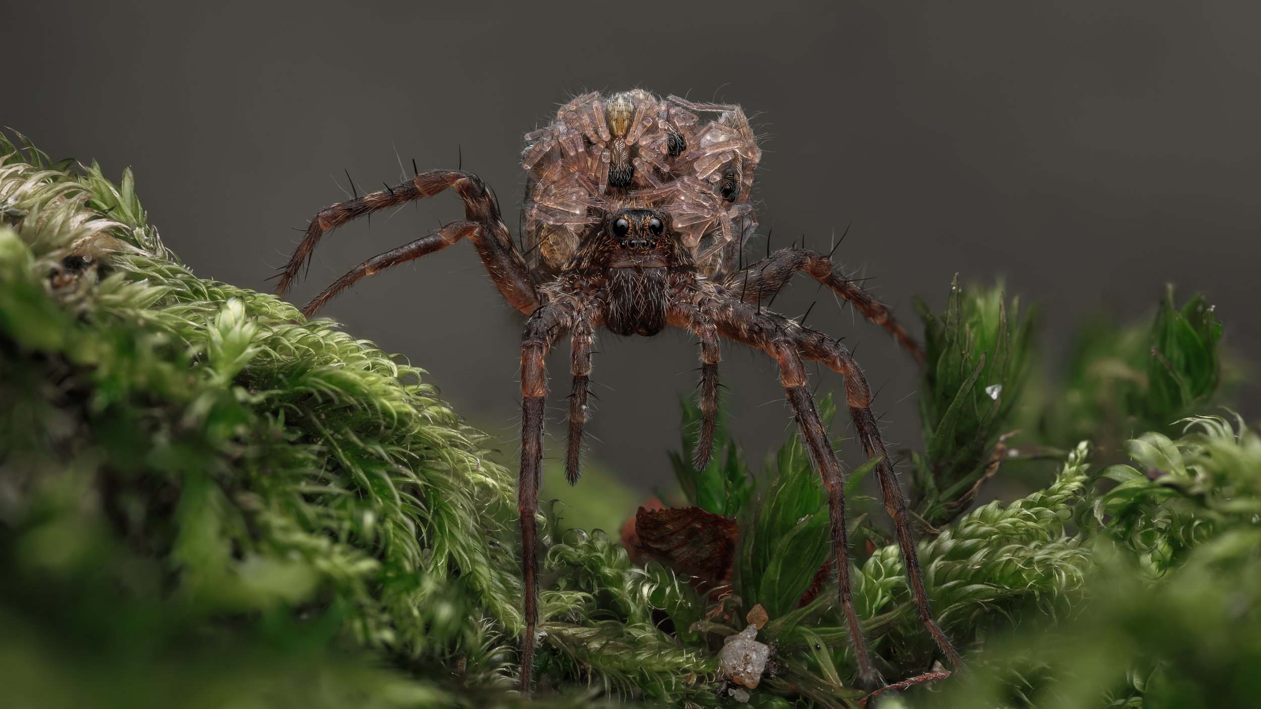 Wolfspider (Pardosa saltans) with offspring 