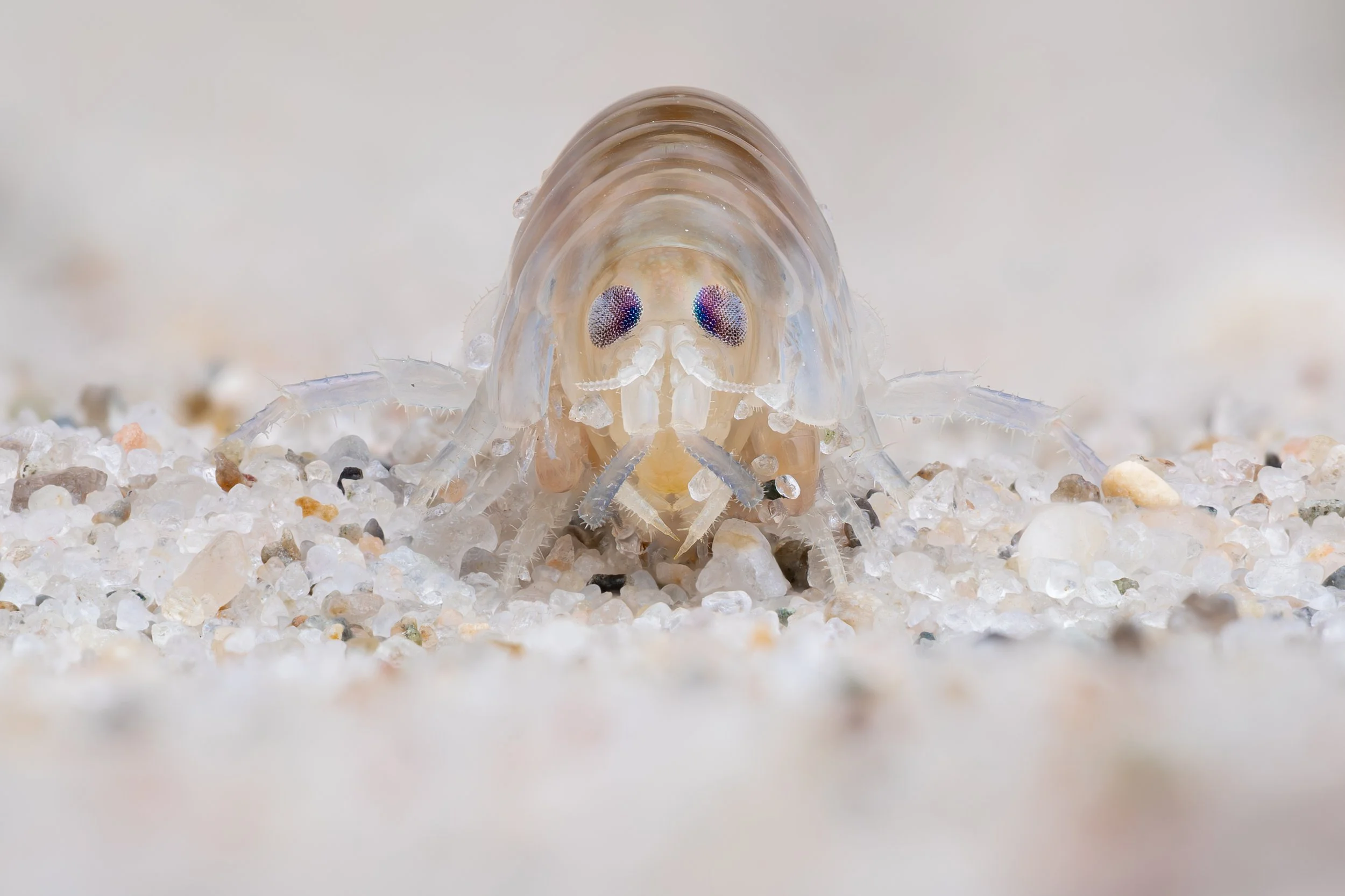 Lys sandhopper - Talitrus saltator