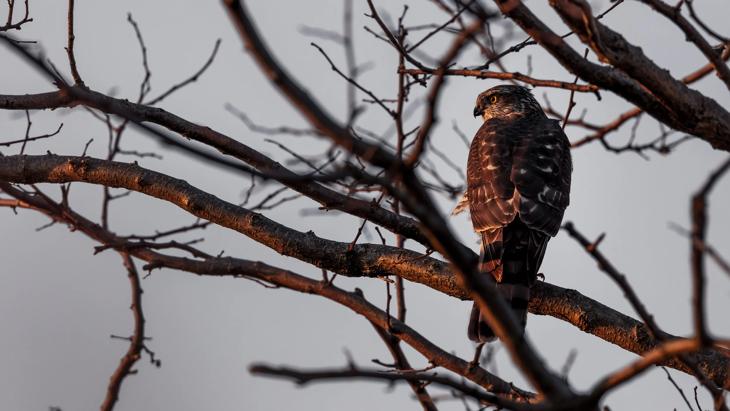 spurvehøg fyn/sparrowhawk
