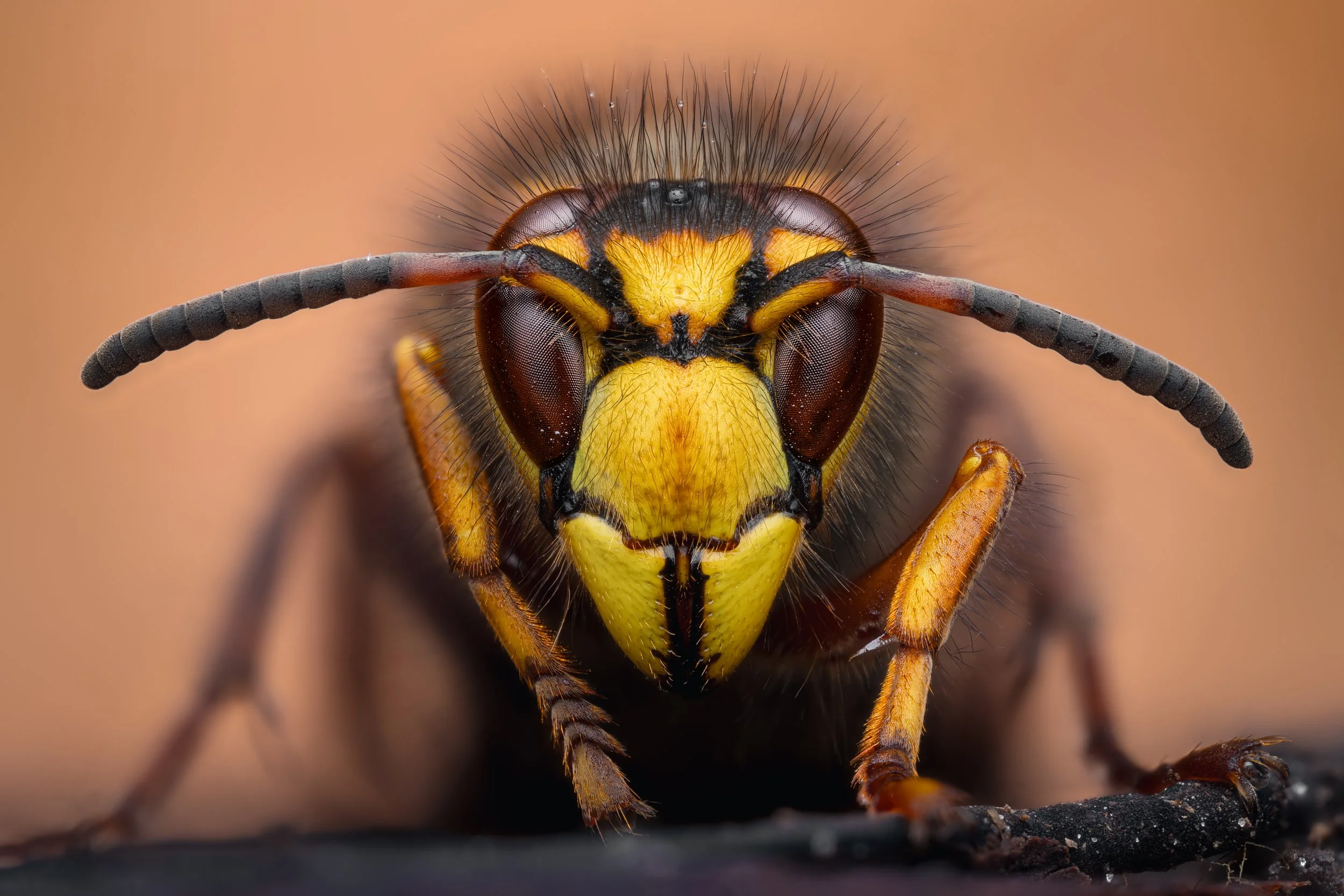mellemstor gedehams / Dolichovespula media