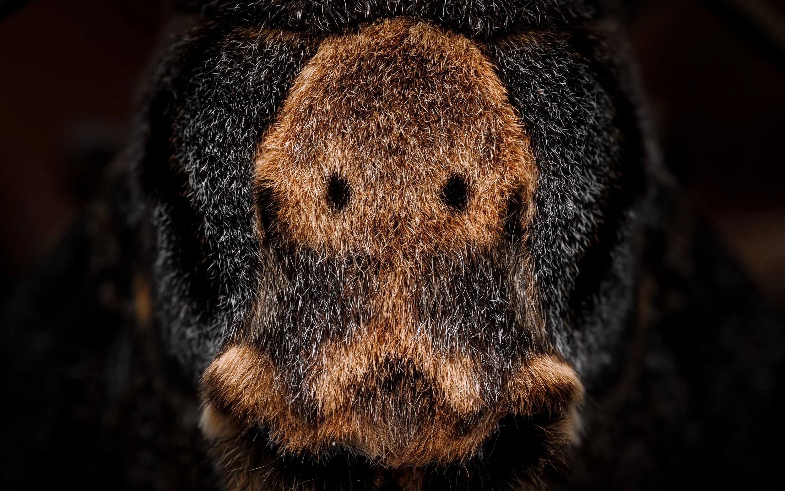 Dødningehoved (Acherontia atropos), Death's-head hawkmoth