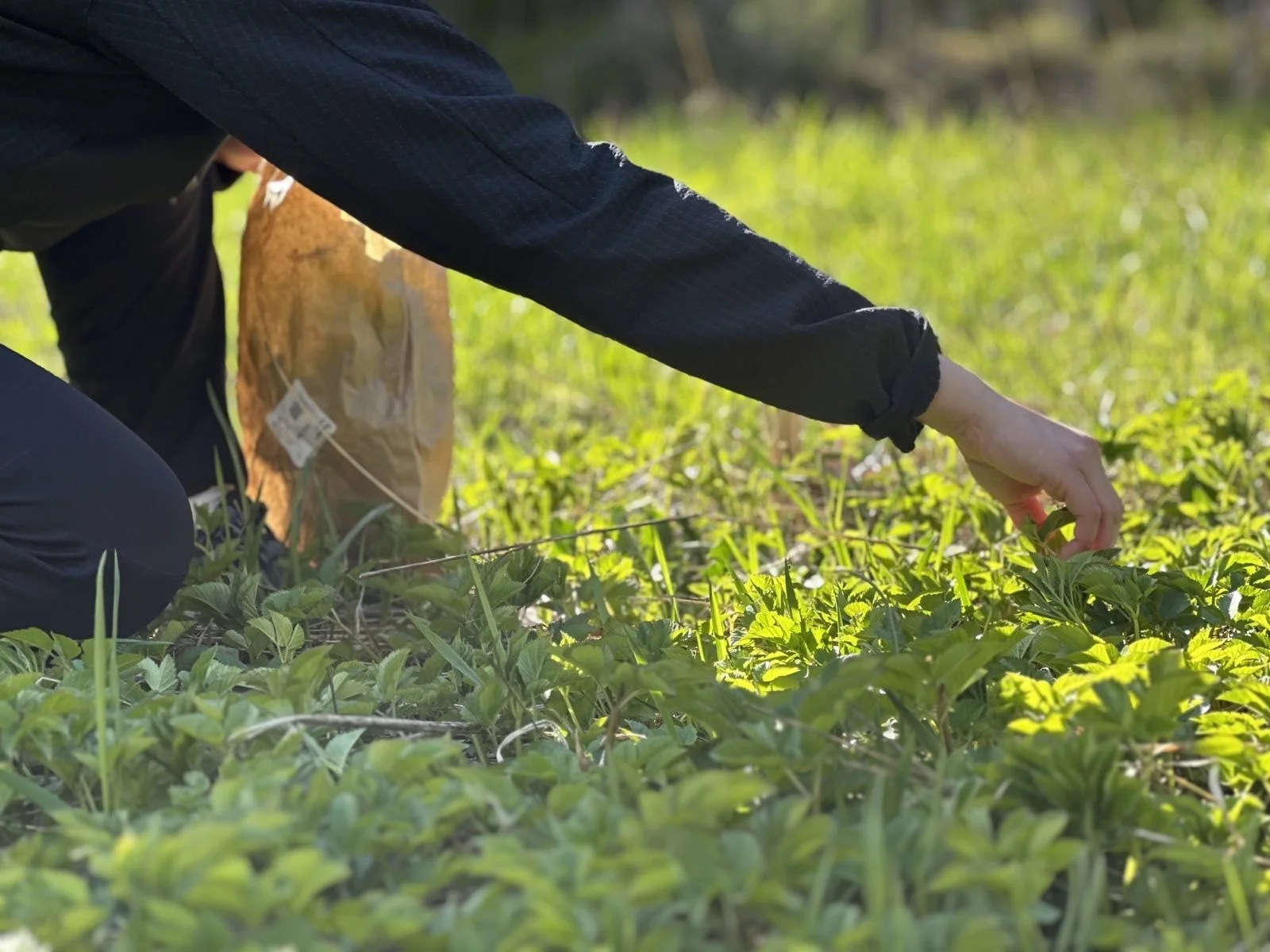Vuohenputki - hortoilijan herkku vai puutarhurin painajainen?
