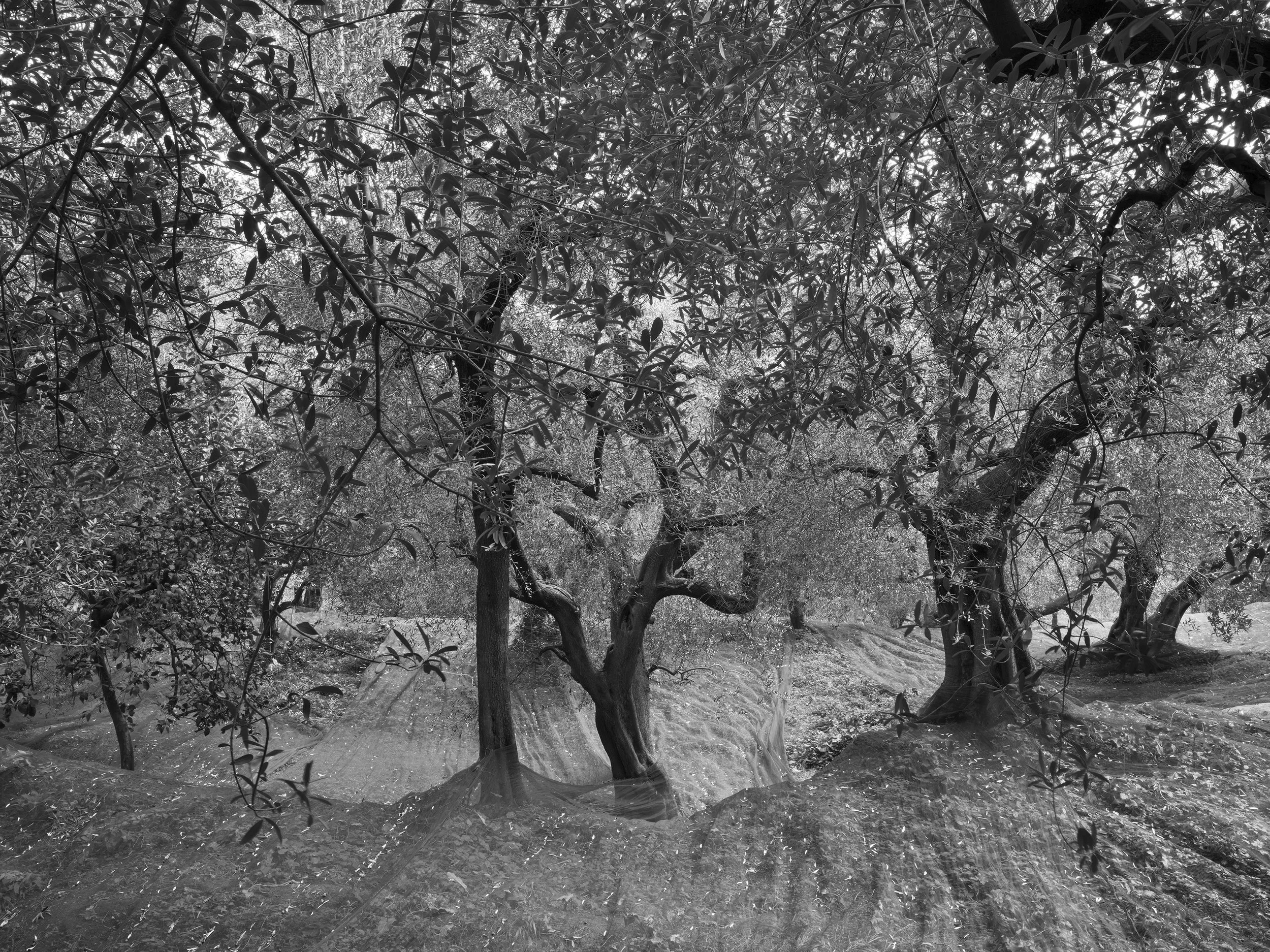 San Pietro, Italy H21-243.jpg