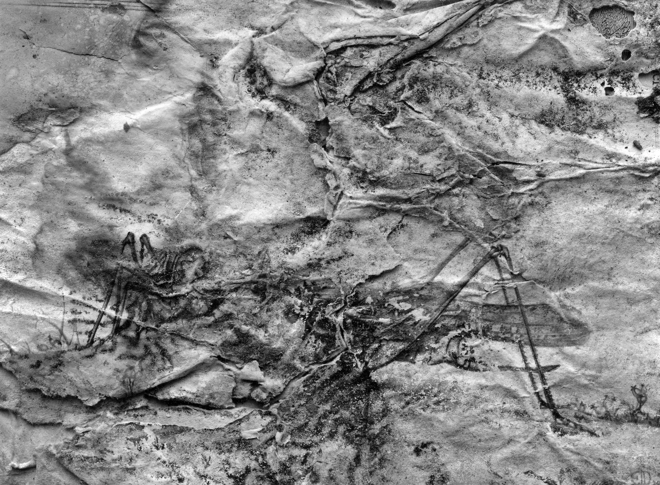 Fossil.jpg