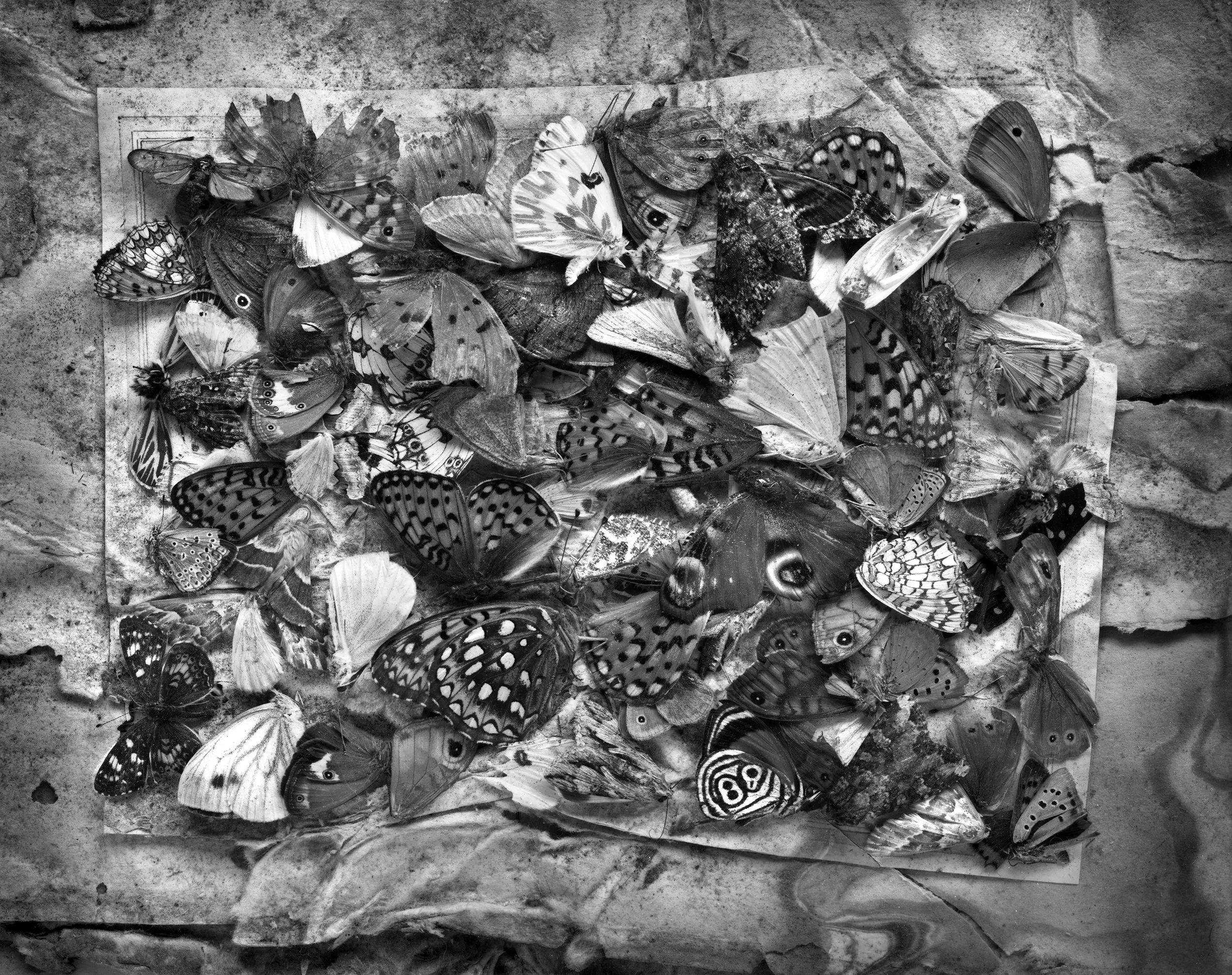 Collection.jpg