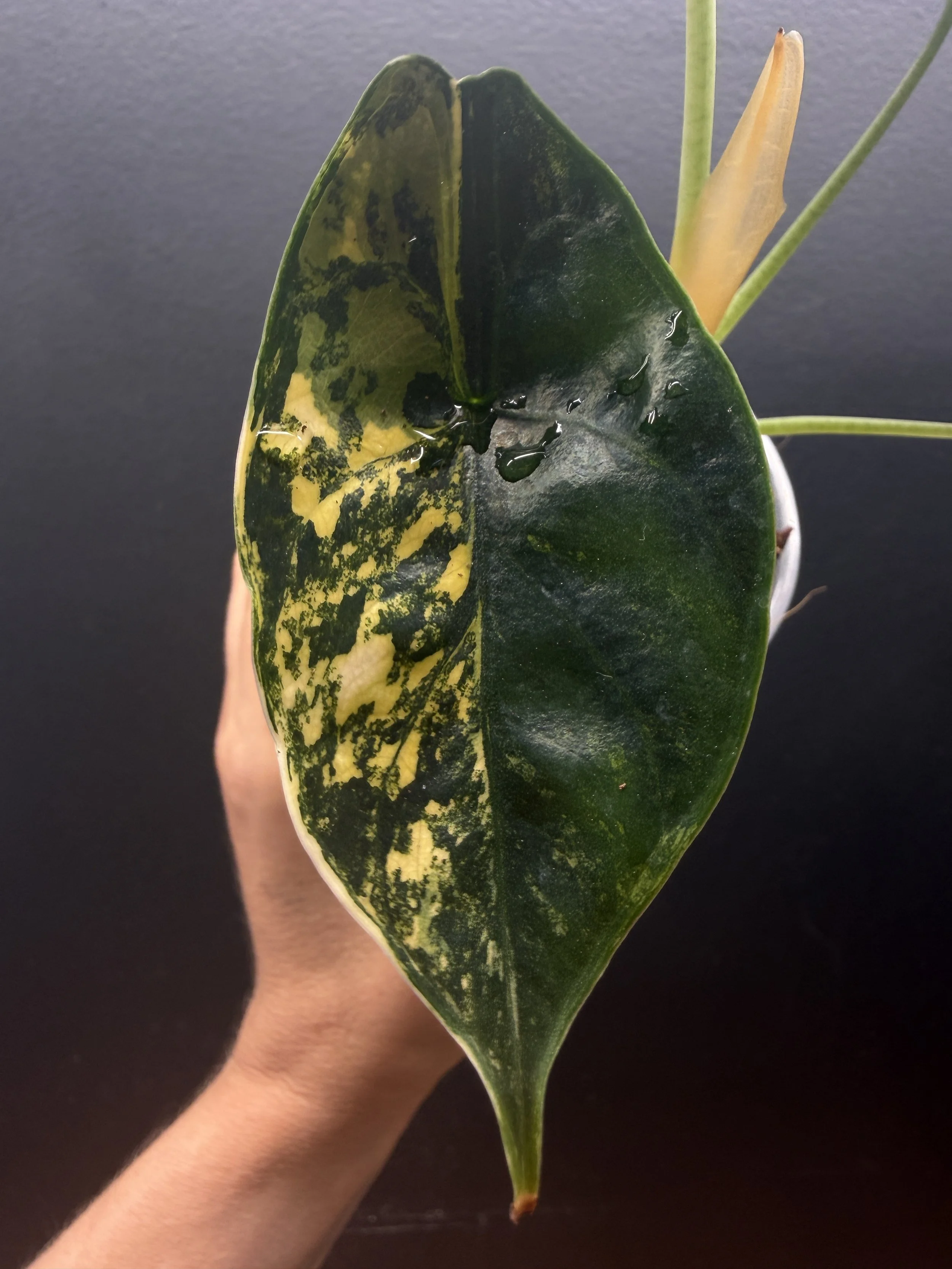 Aurea Variegated Alocasia ‘Green Unicorn’ (azlanii x baginda ‘Dragon Scale’) Plant #A21