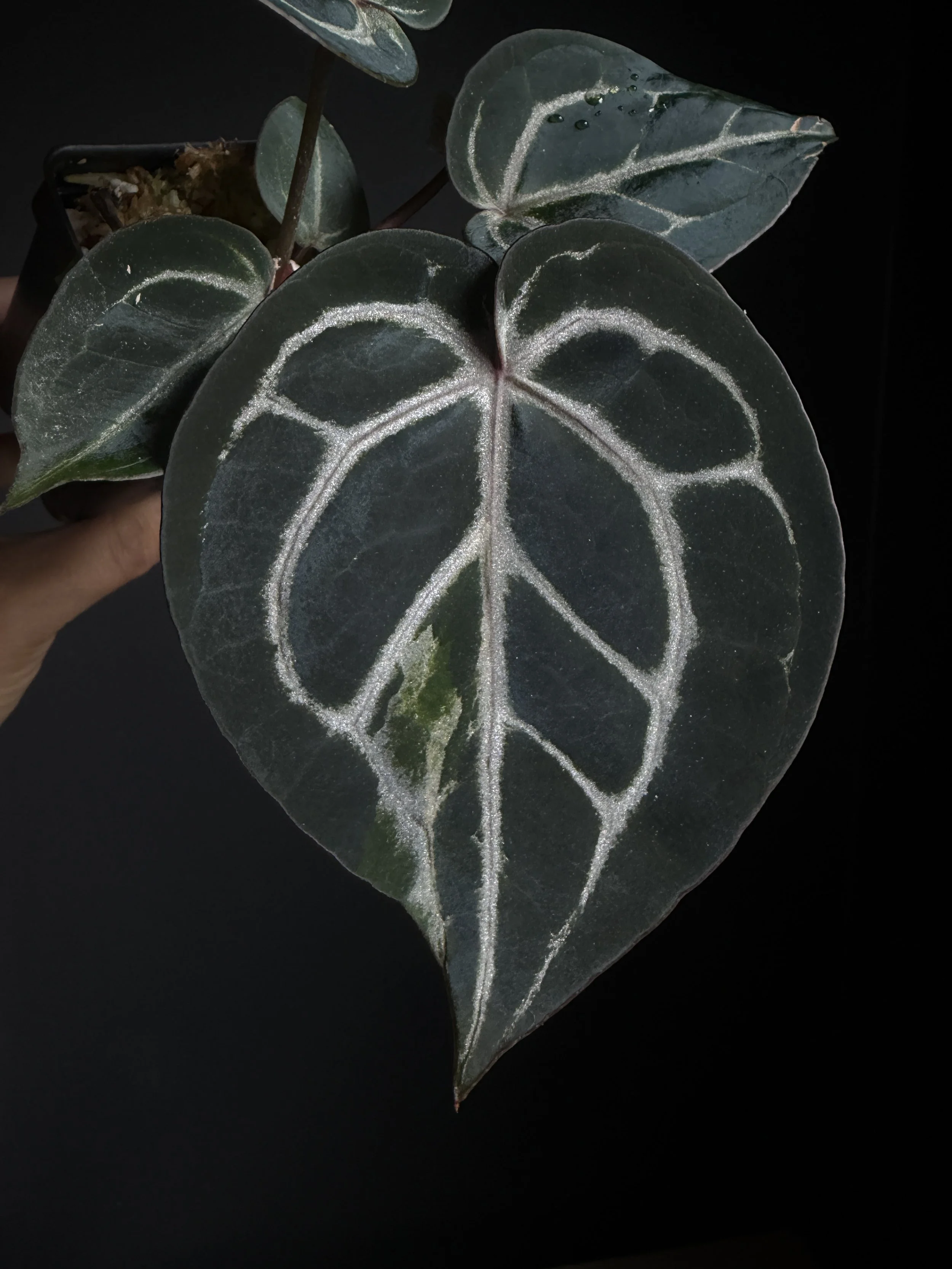 Anthurium Raspberry Plum F2 (with variegation) (2x7) Plant G6