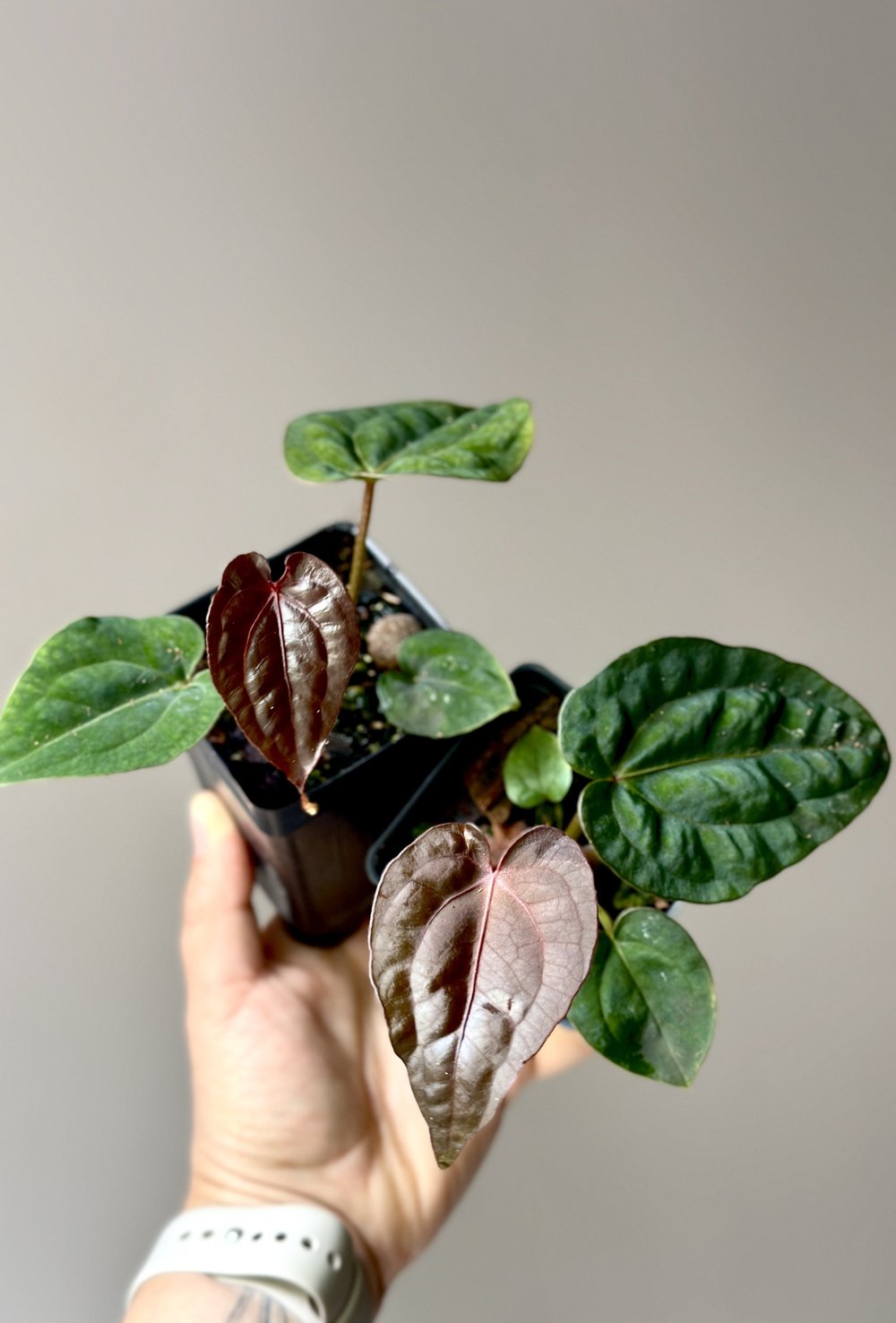 aglaonema butterfly plant Aglaonema Butterfly main image 1
