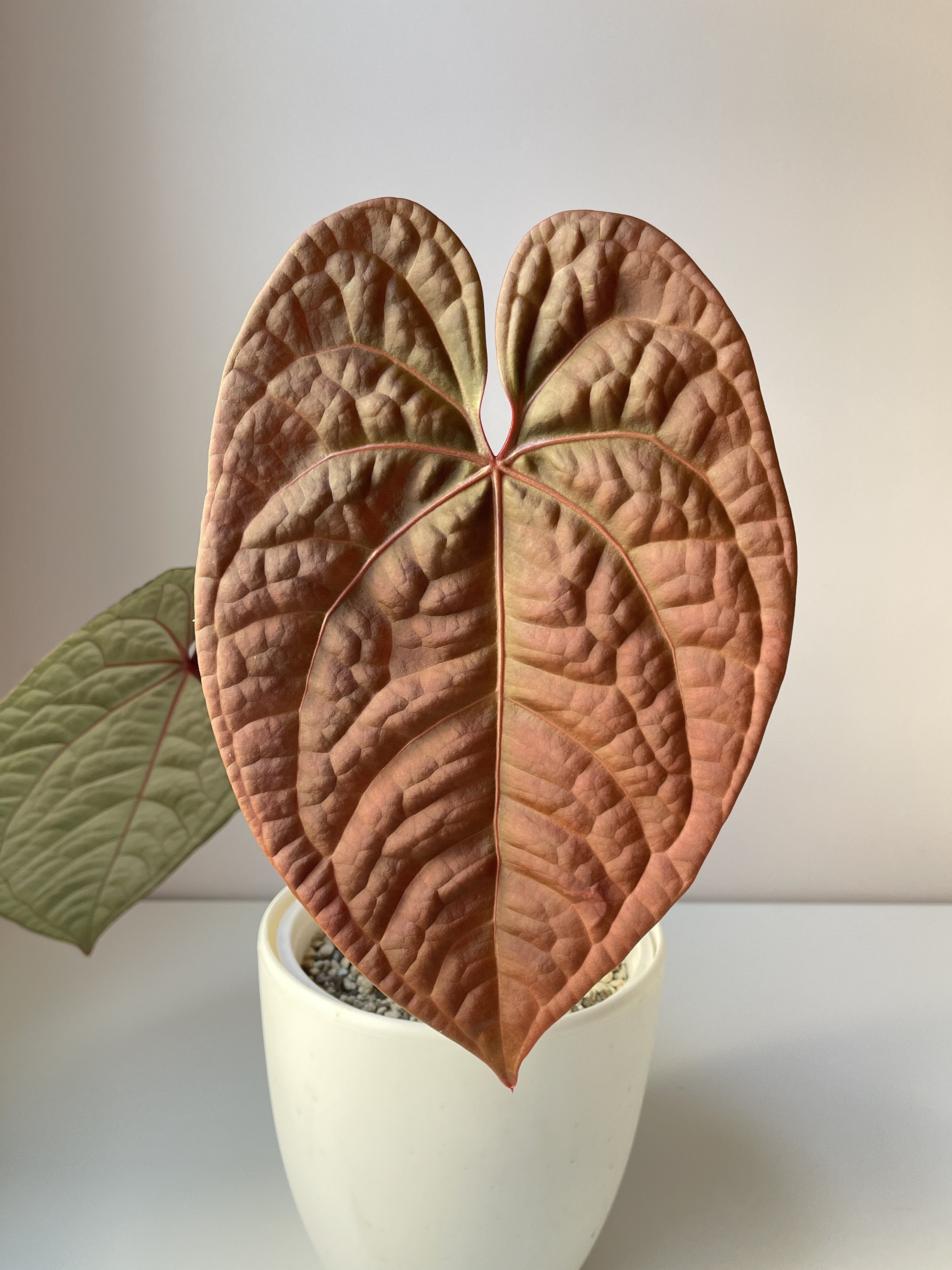 Anthurium Hybrid: Red Crystallinum x Luxurians — All The Anthurium Hybrid: Red Crystallinum x Luxurians — All The