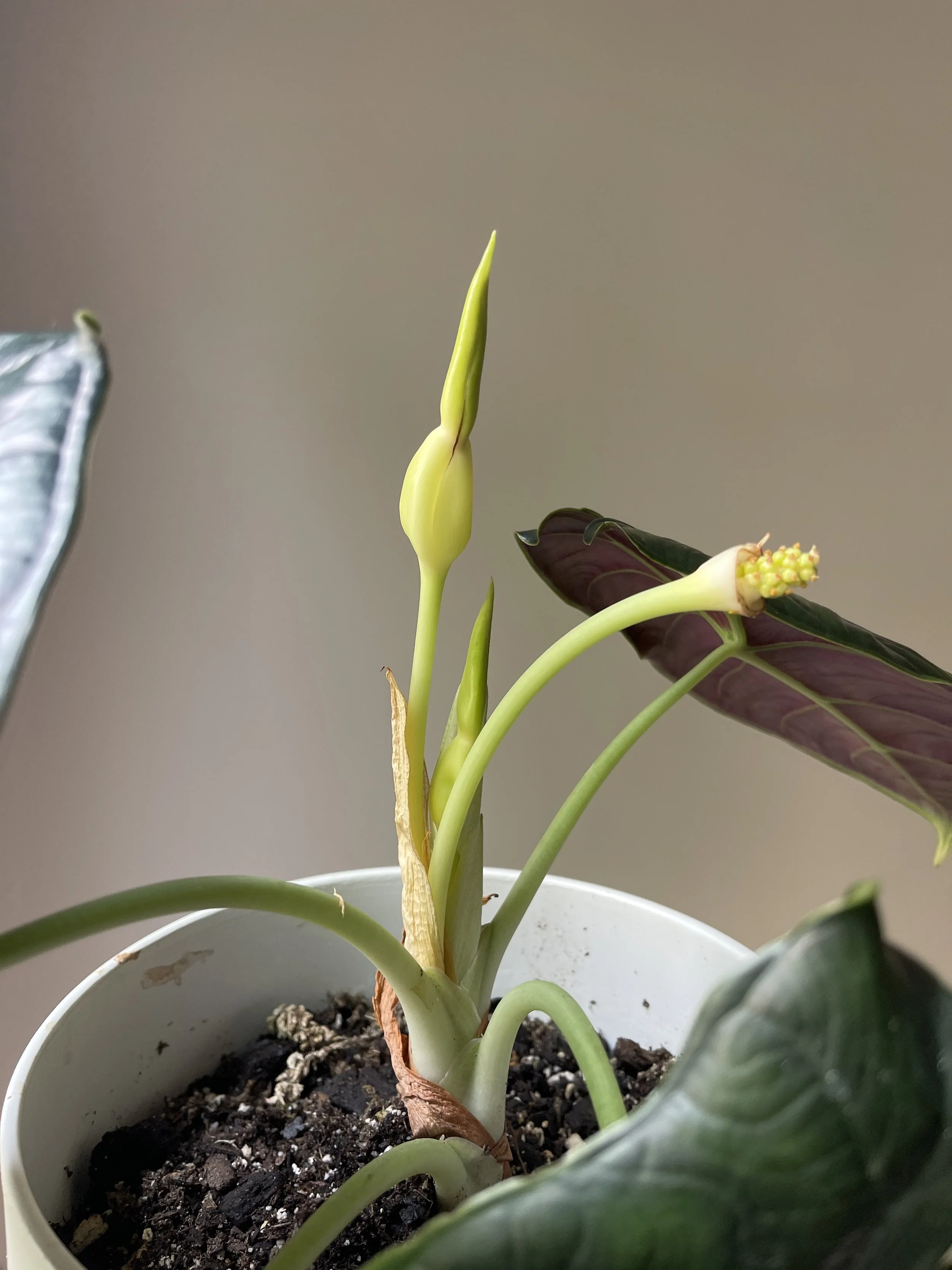 Alocasia GU inflorescence.JPG