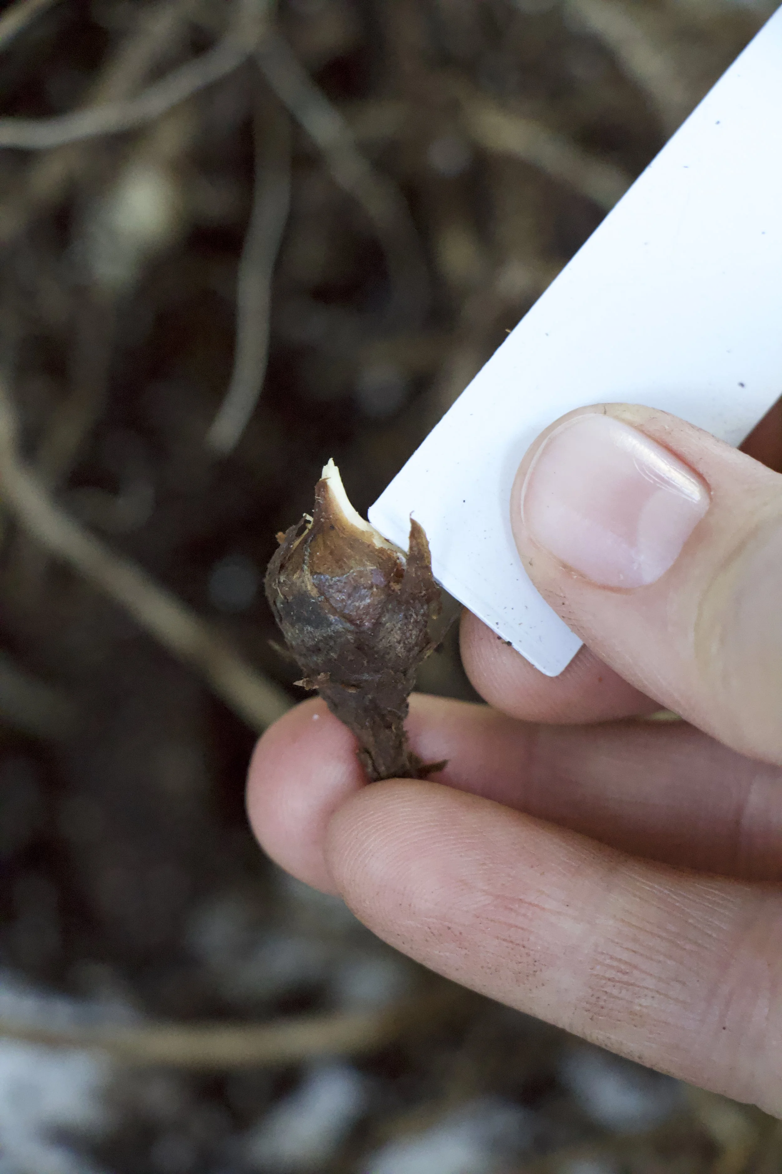 Alocasia Corm Propagation