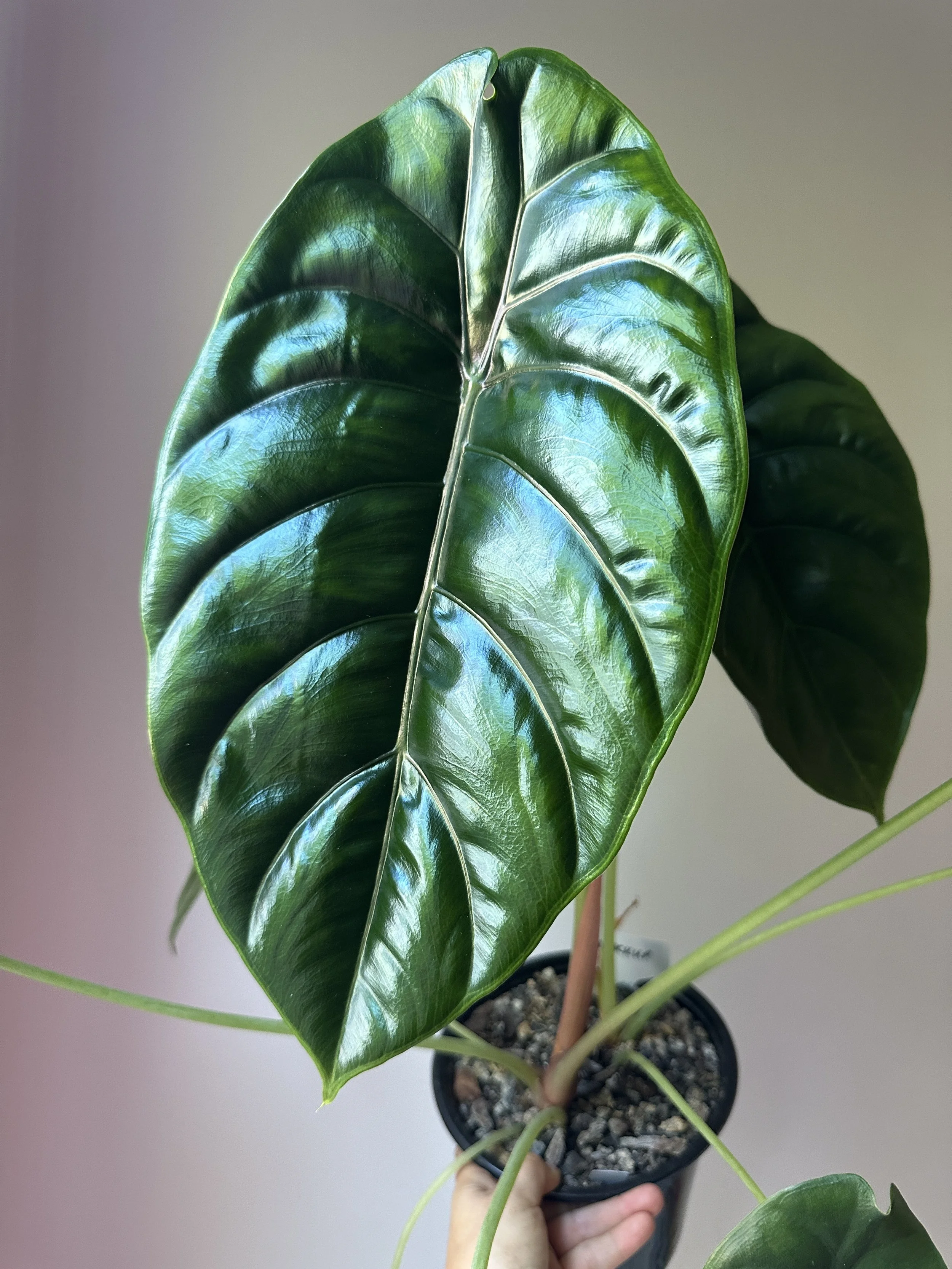 Alocasia Libra Moon™ ('SISTILIB', PPAF)