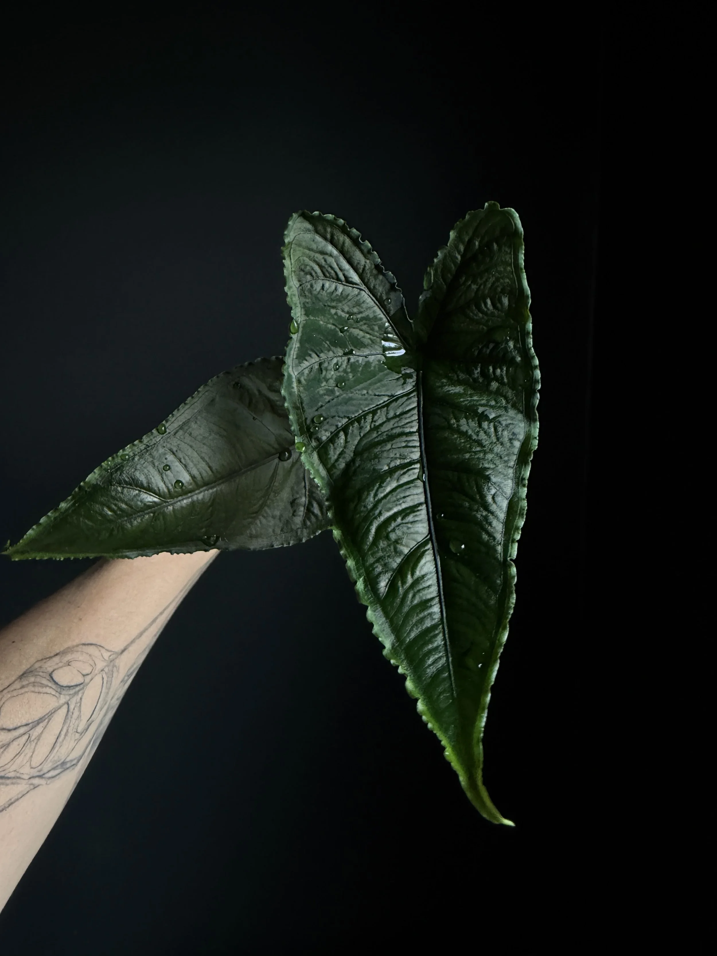 Alocasia Olanii - Rare Alocasia- Fully Rooted and Sprouted Baby Plant- Exact Plant Shown “A9”