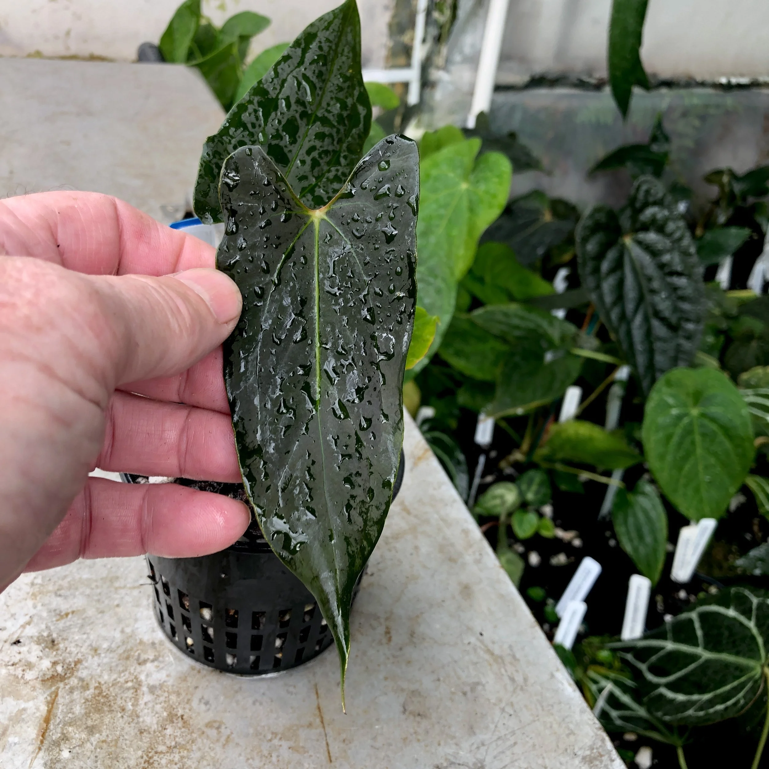 Fort shermanxself seedling1.JPG