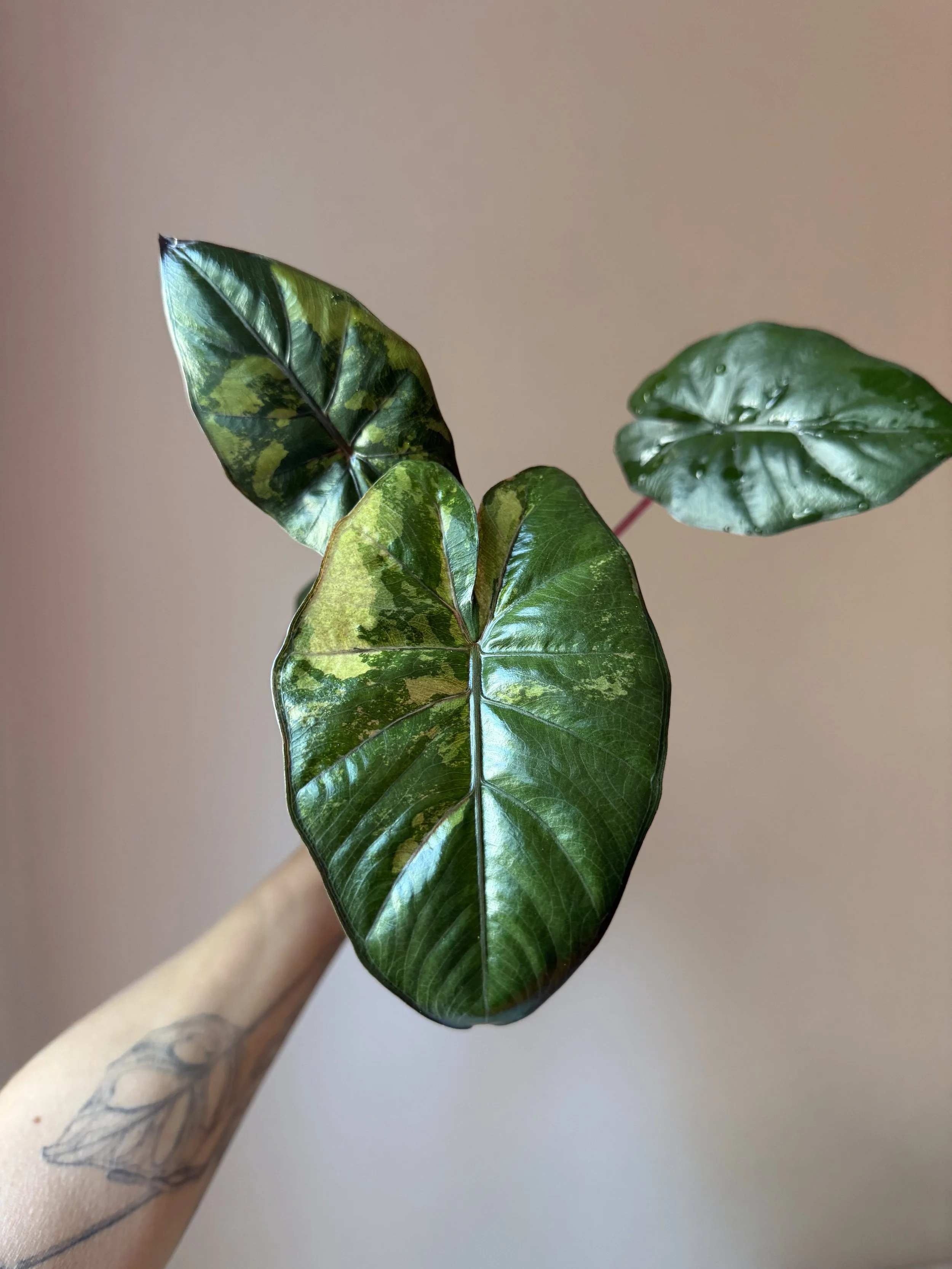Alocasia Yucatan Princess