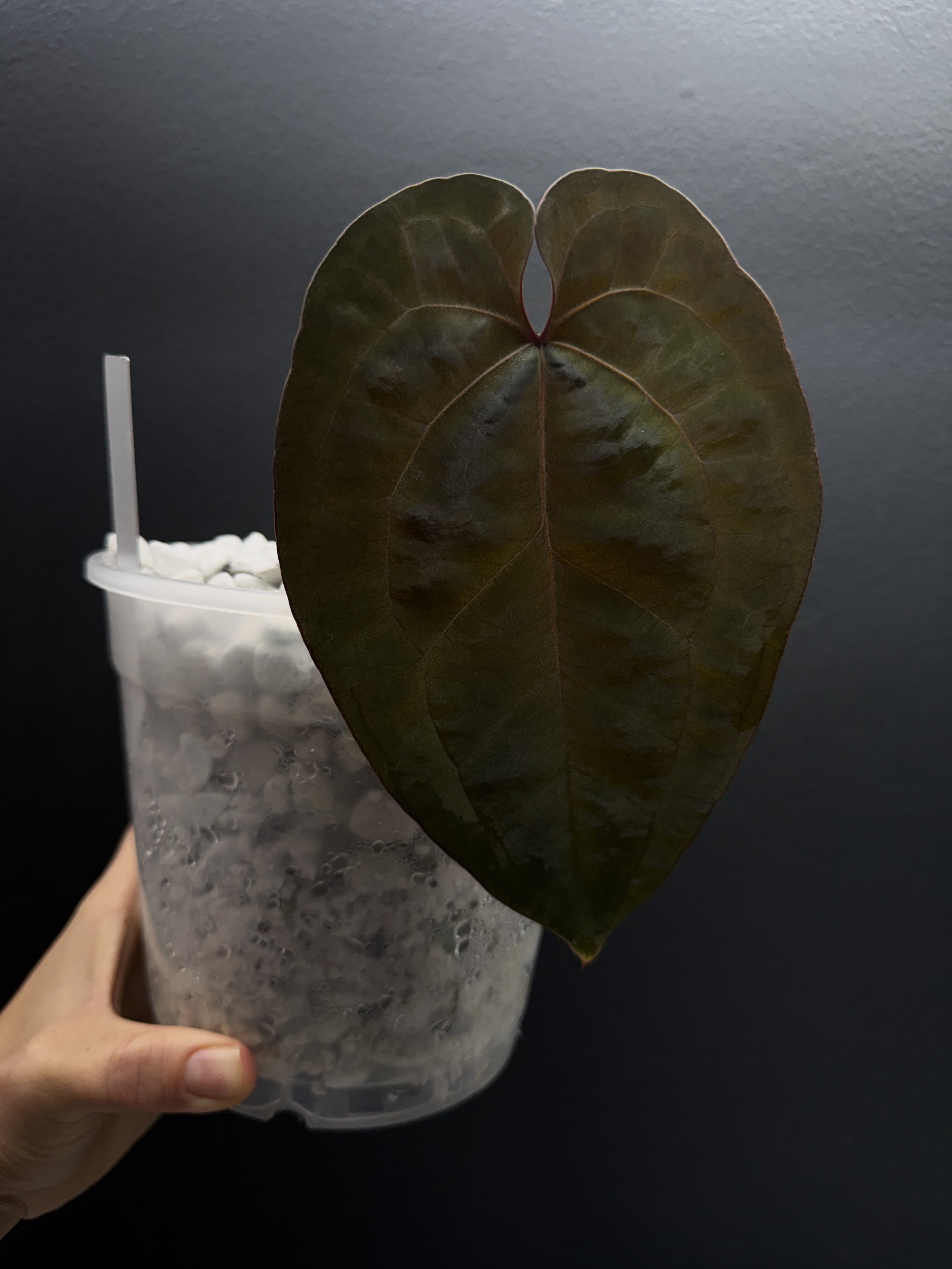 Ace of Spades Dark Form Tezula Clone Midcut