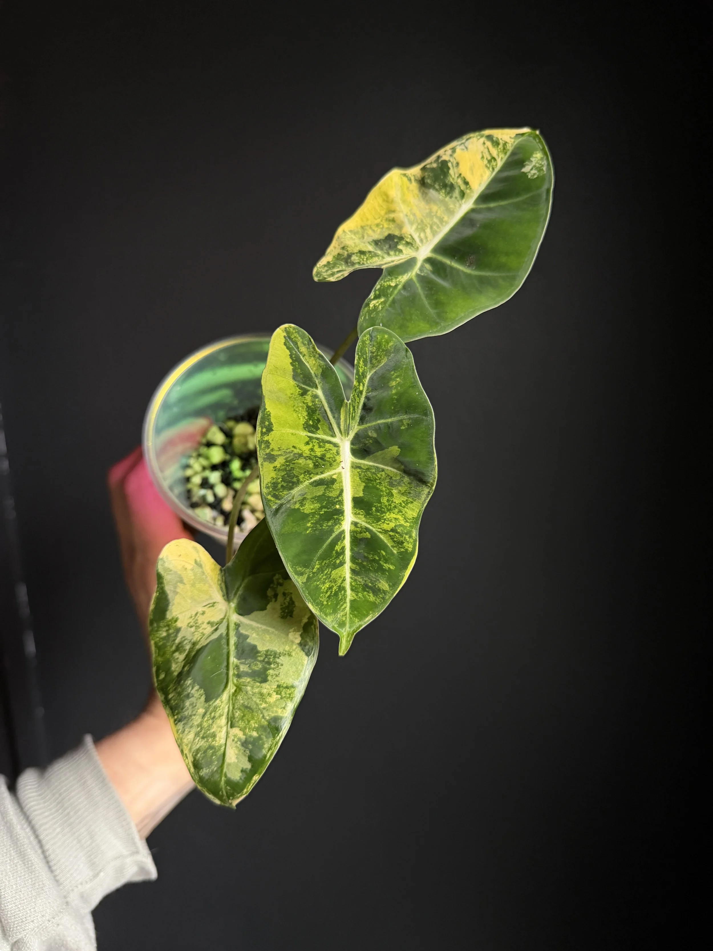 Alocasia 'Frydek' Aurea Variegated Plant- Plant "A6"