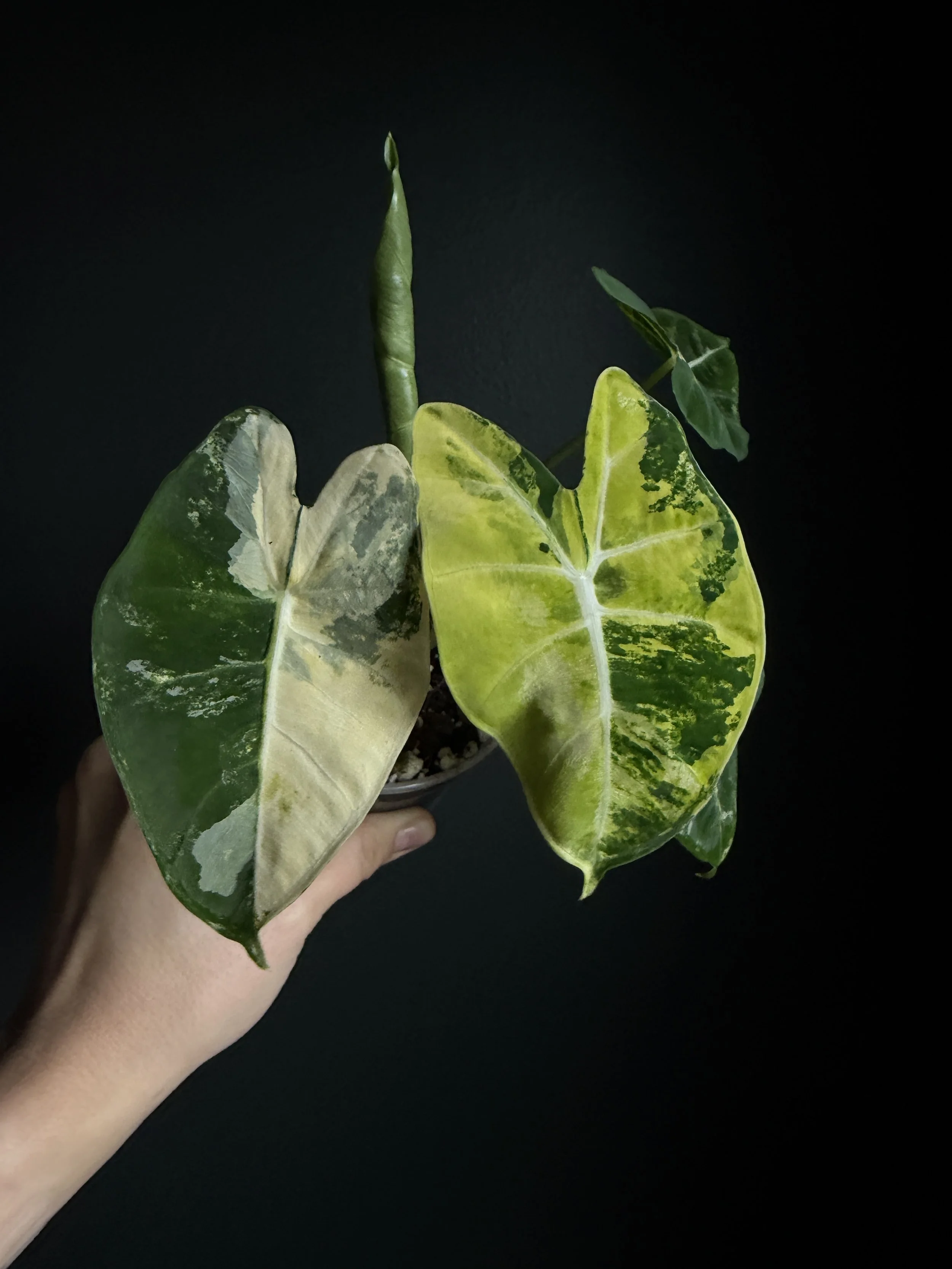 Alocasia 'Frydek' Aurea Variegated Plant- Plant "A7"