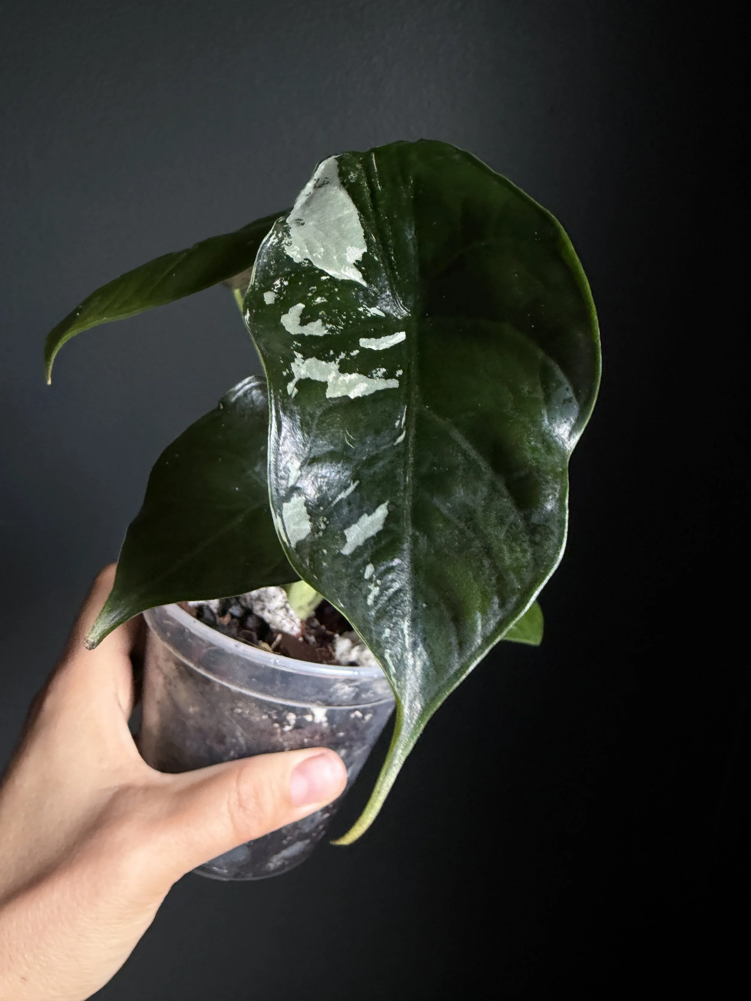 Albo Alocasia ‘Green Unicorn’ (azlanii x baginda ‘Dragon Scale’) Plant #J2