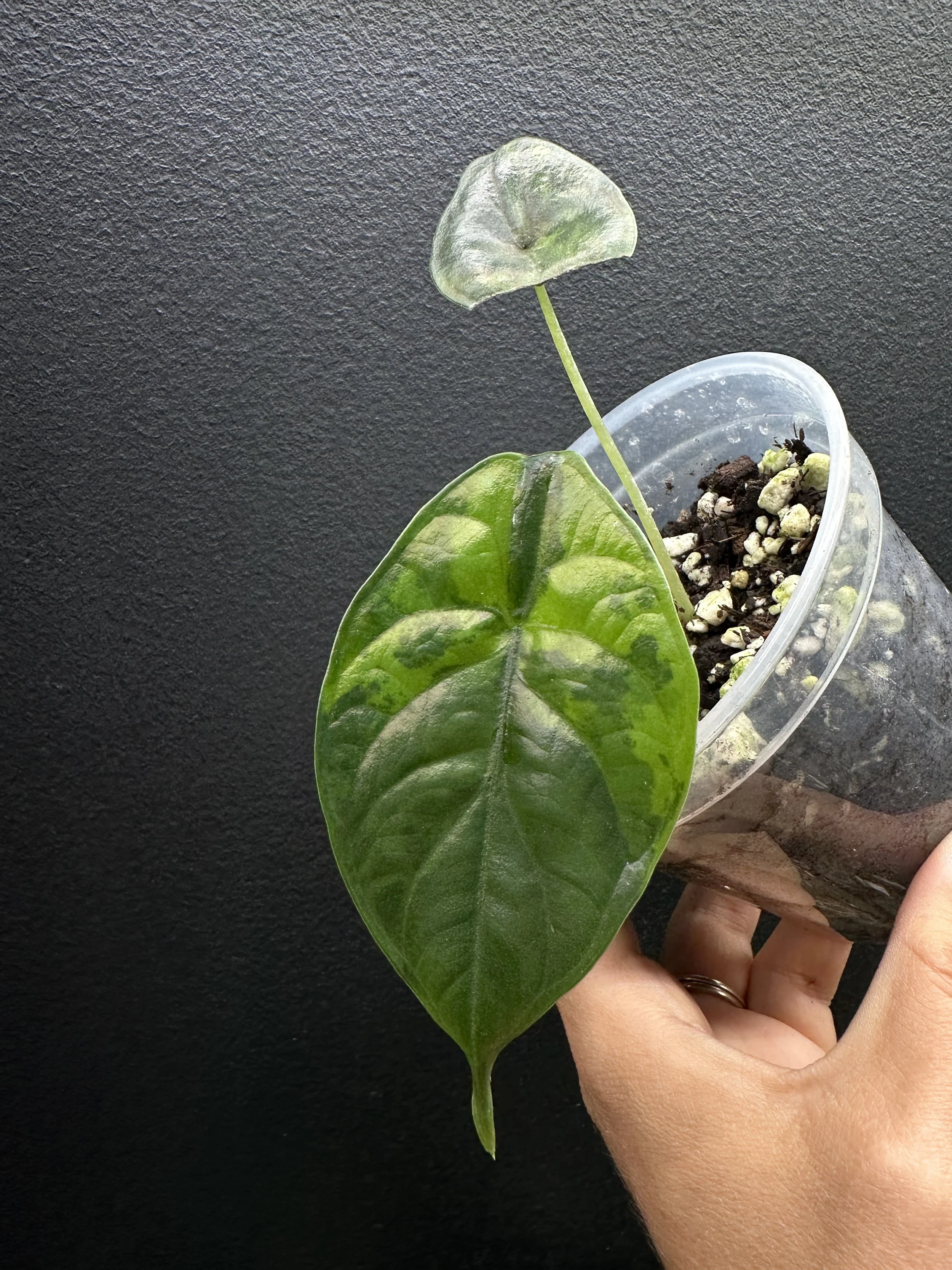 Aurea Variegated Alocasia ‘Green Unicorn’ Aurea (azlanii x baginda ‘Dragon Scale’) Plant #Q81