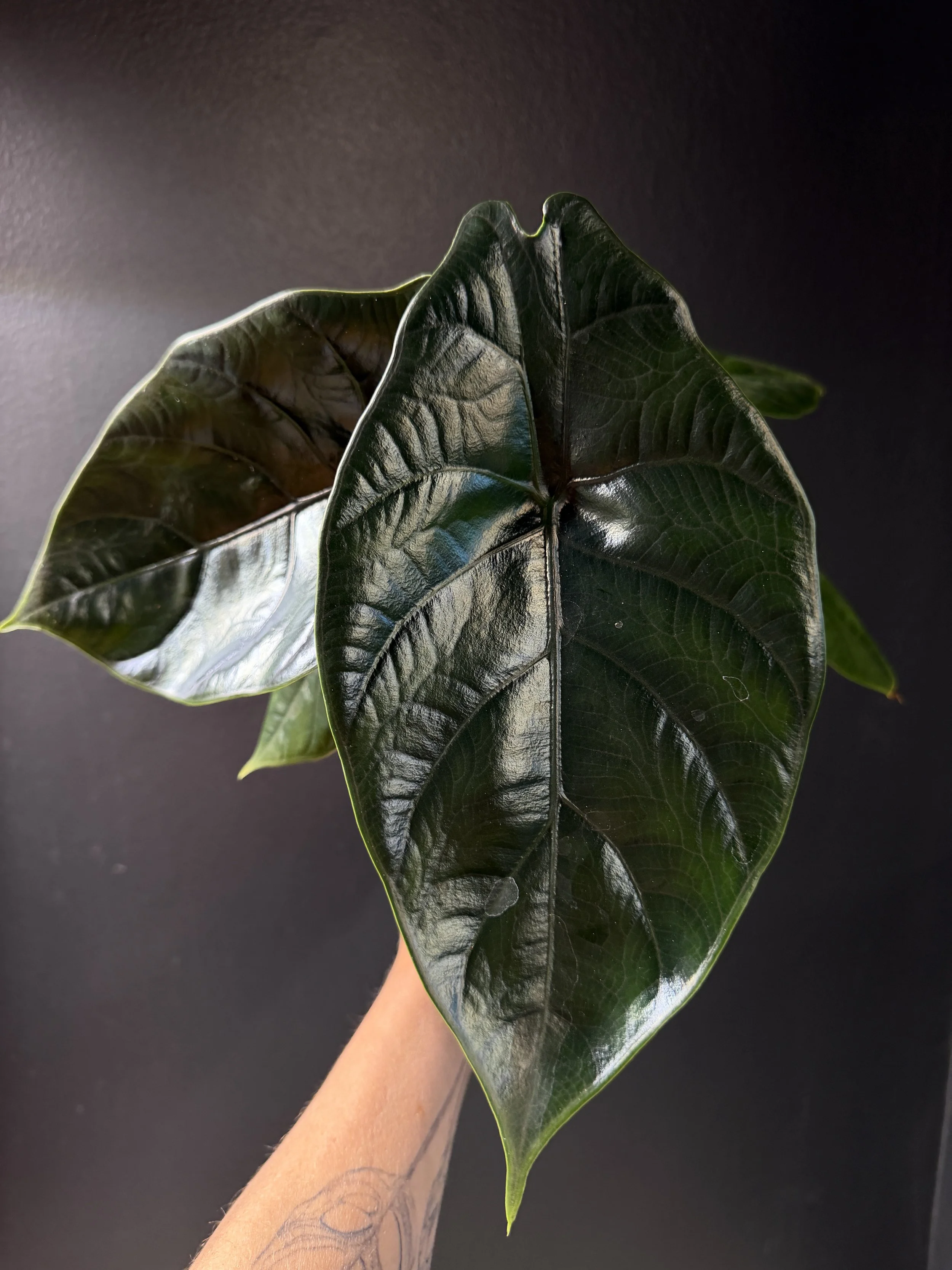Rare: Alocasia ‘Green Pegasus’ (Alocasia azlanii x Alocasia chaii) Plant B3