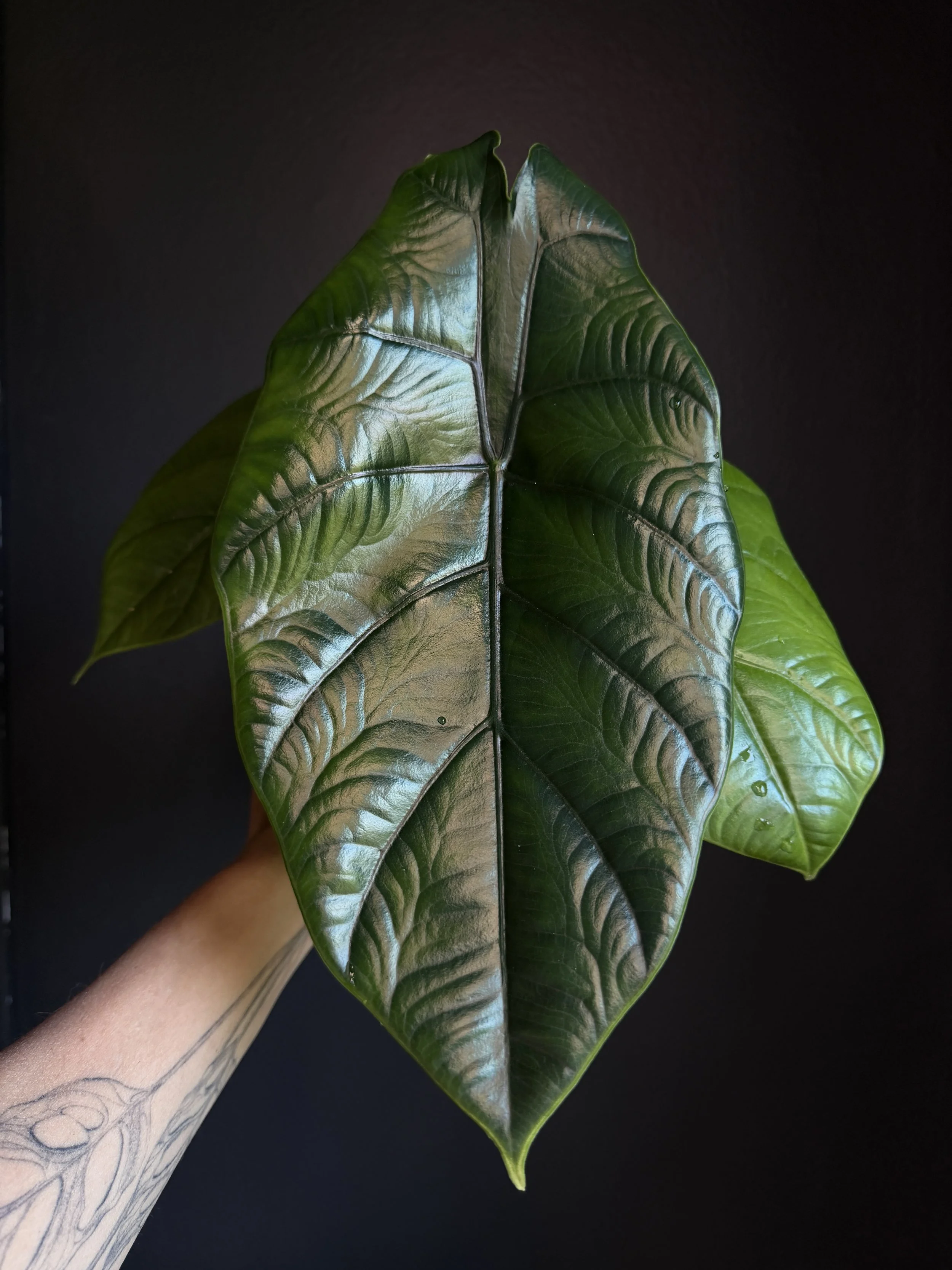 Rare: Alocasia ‘Green Pegasus’ (Alocasia azlanii x Alocasia chaii) Plant B1