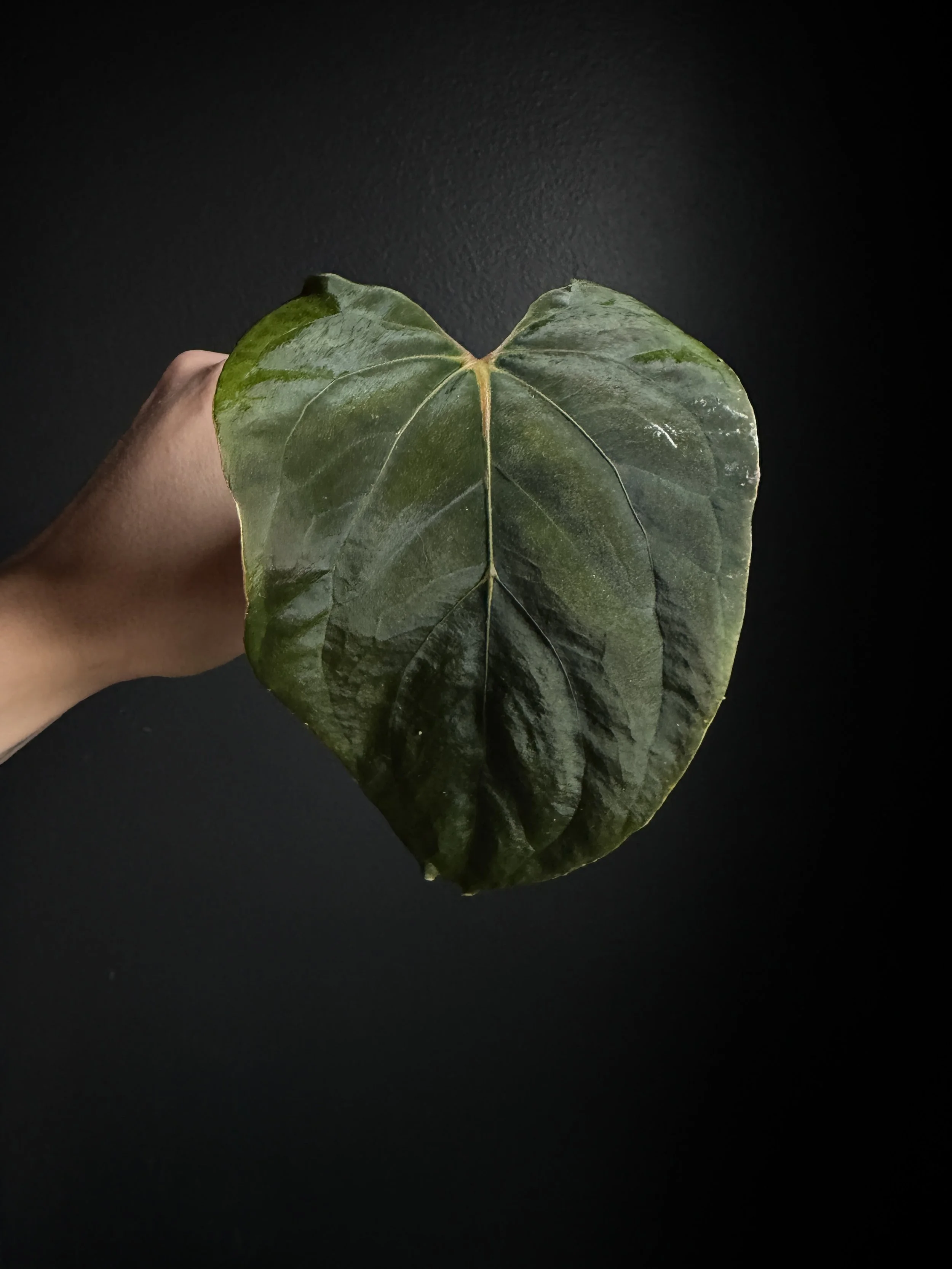 Anthurium Papillilaminum ‘Fort Sherman’ x Self “premium” Mid Cut - Jay Vannini