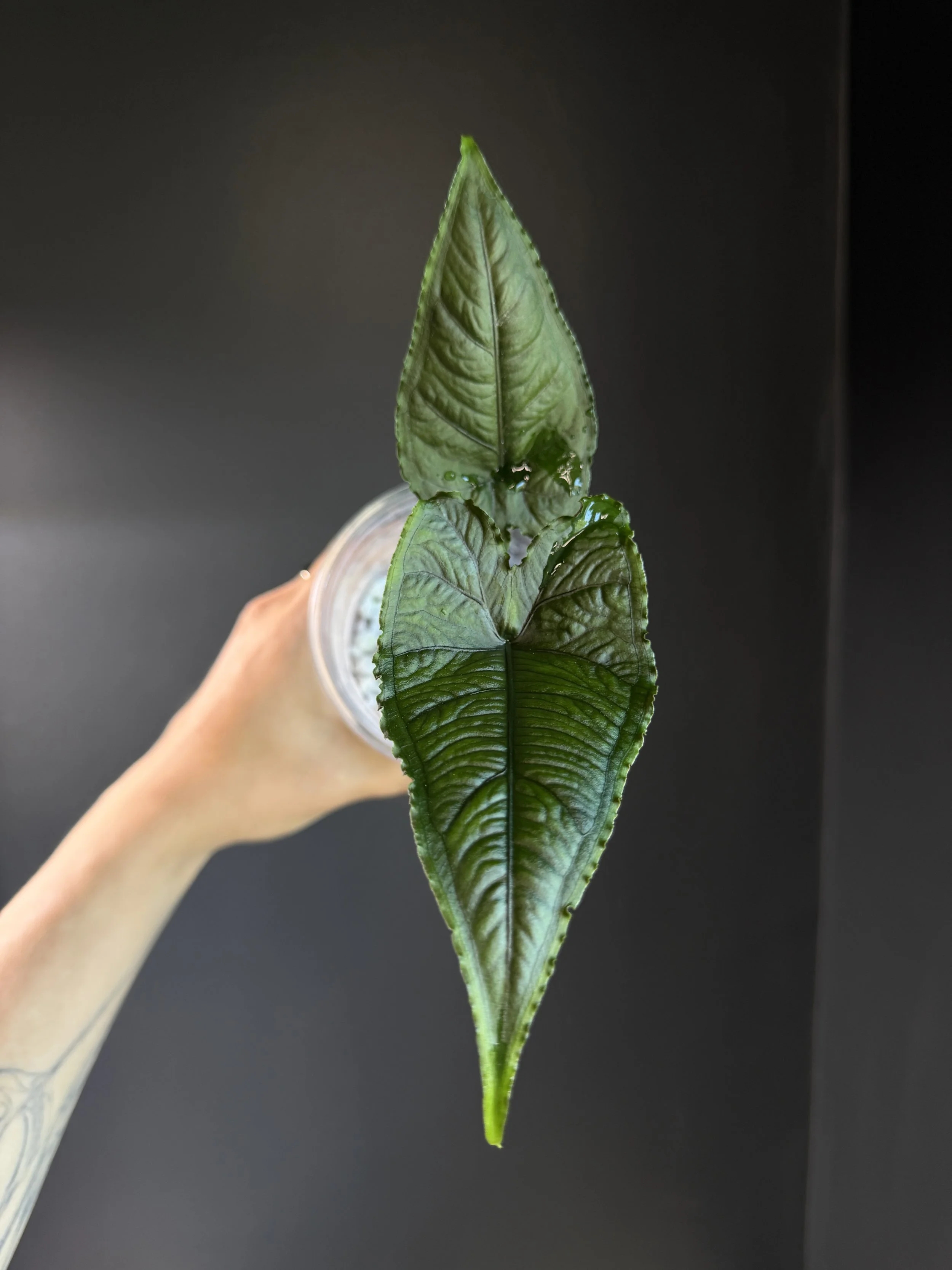Alocasia Olanii - Rare Alocasia- Fully Rooted and Sprouted Baby Plant- Exact Plant Shown “A8”