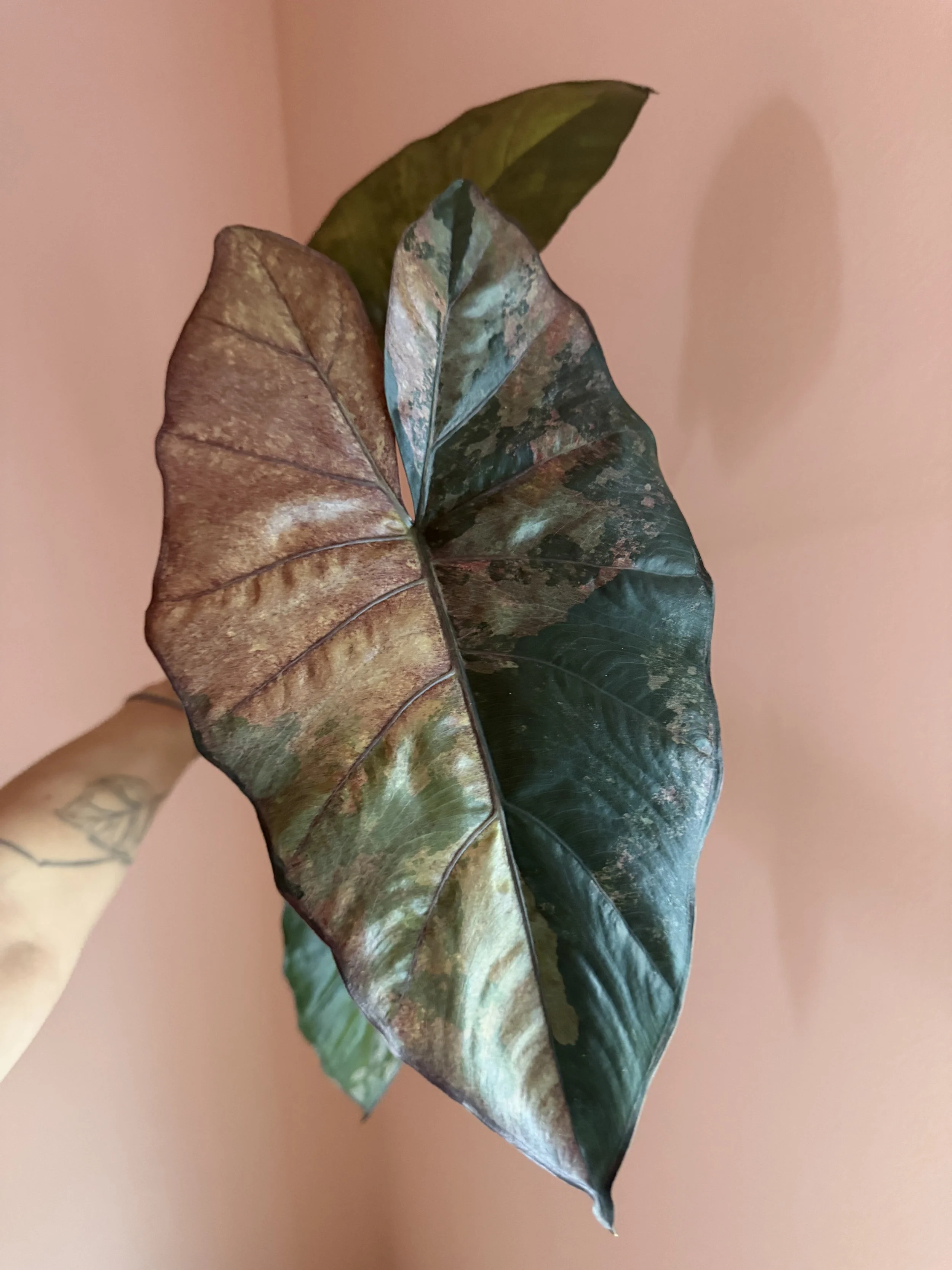 Alocasia 'Plumbea' Nigra Pink Variegated Plant, Mature Corming Size "A8"