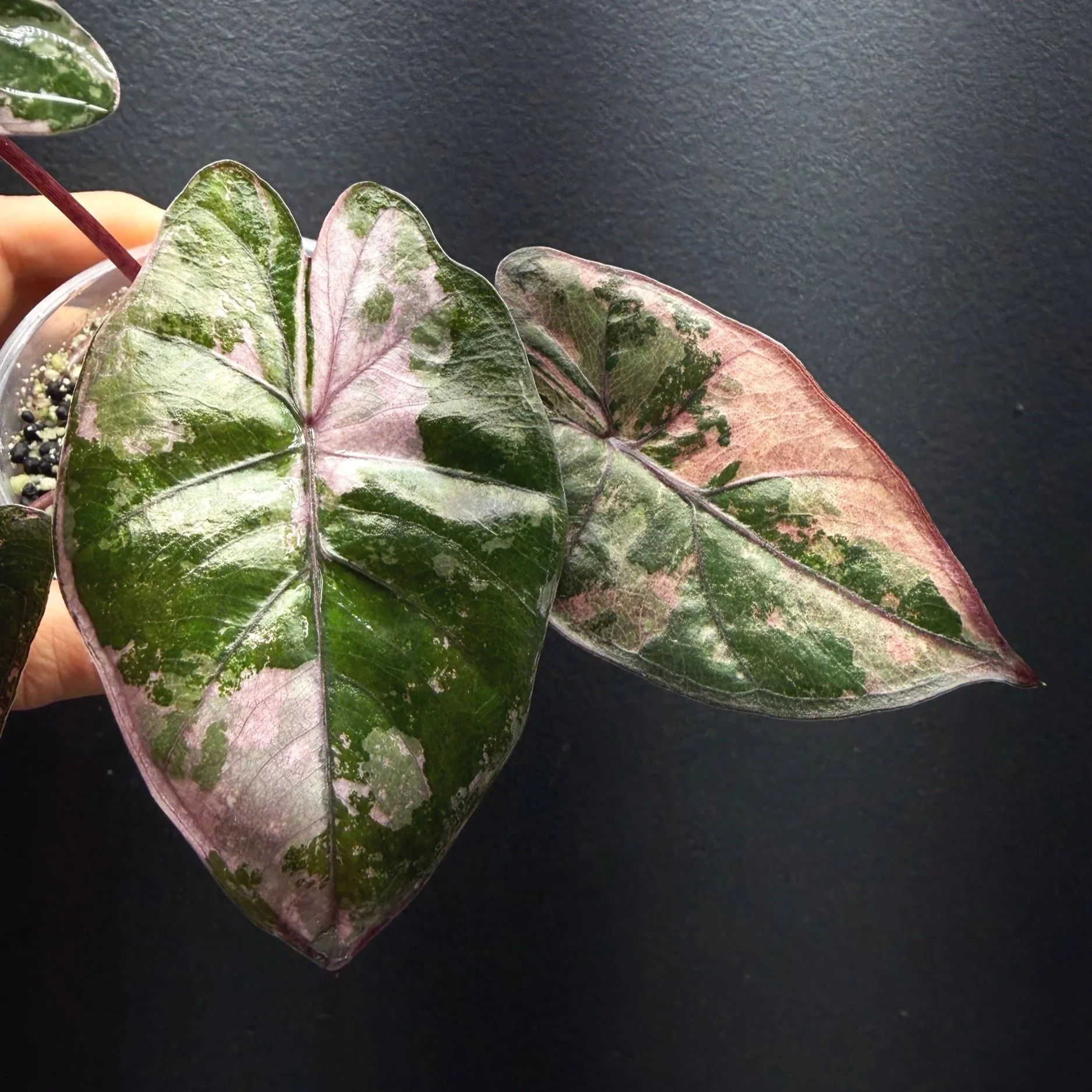 Alocasia 'Plumbea' Nigra Pink Variegated Plant "A1"