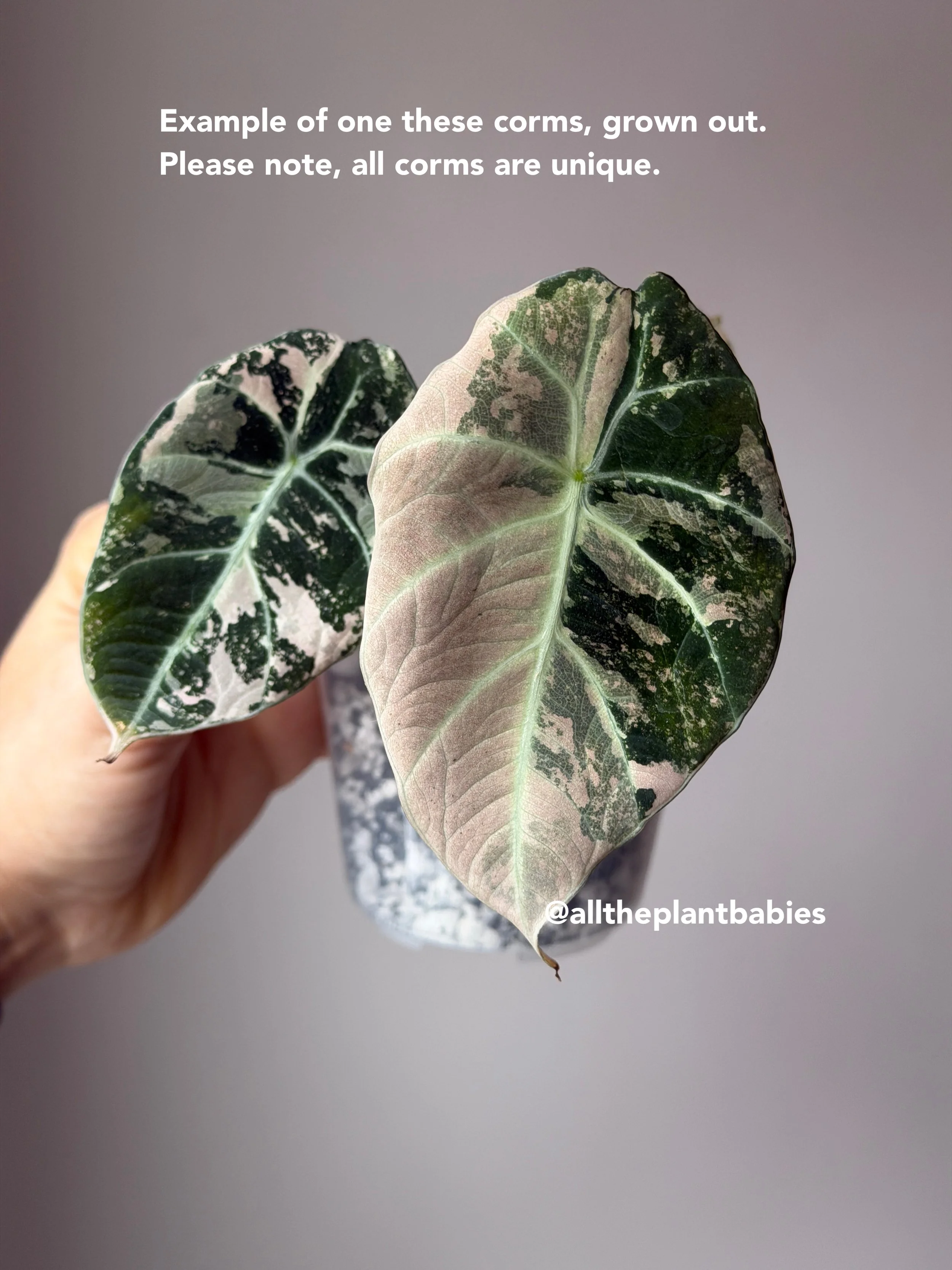 Alocasia Black Velvet Pink Variegated Corm