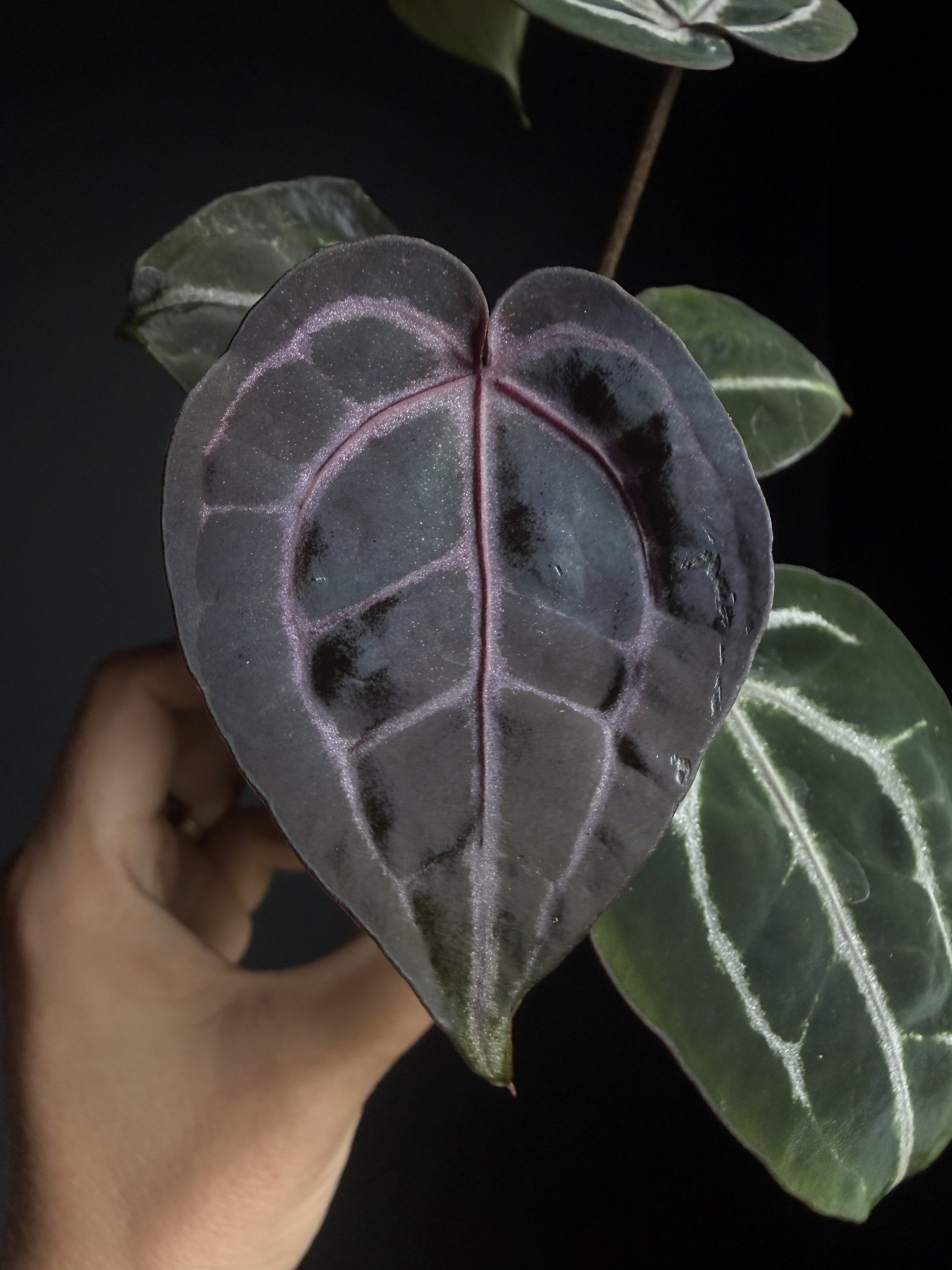 Anthurium Raspberry Plum F2 (2x7) Plant G4