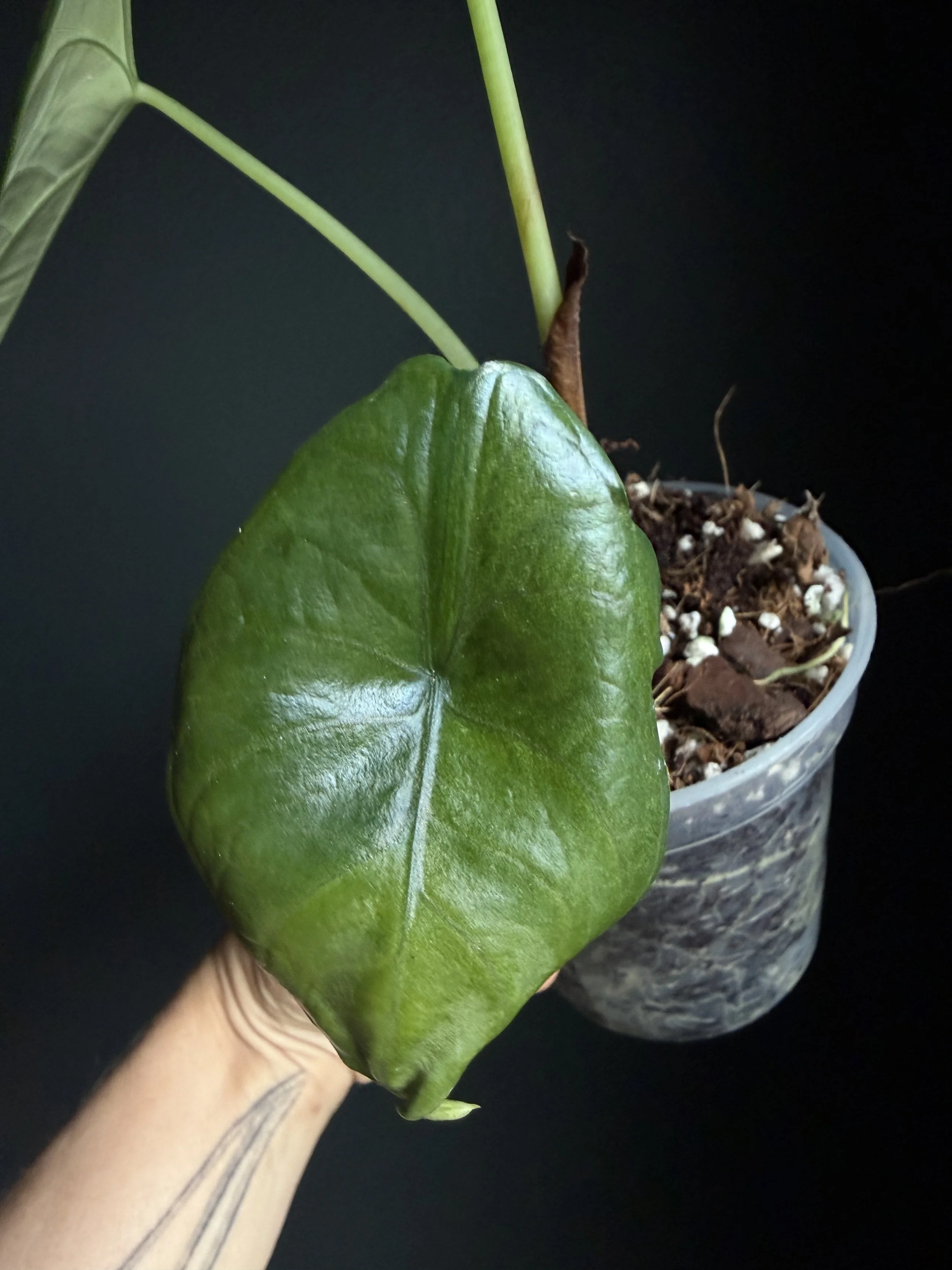Golden Mint Variegated Alocasia ‘Green Unicorn’ (azlanii x baginda ‘Dragon Scale’) Plant #J1 (Copy)