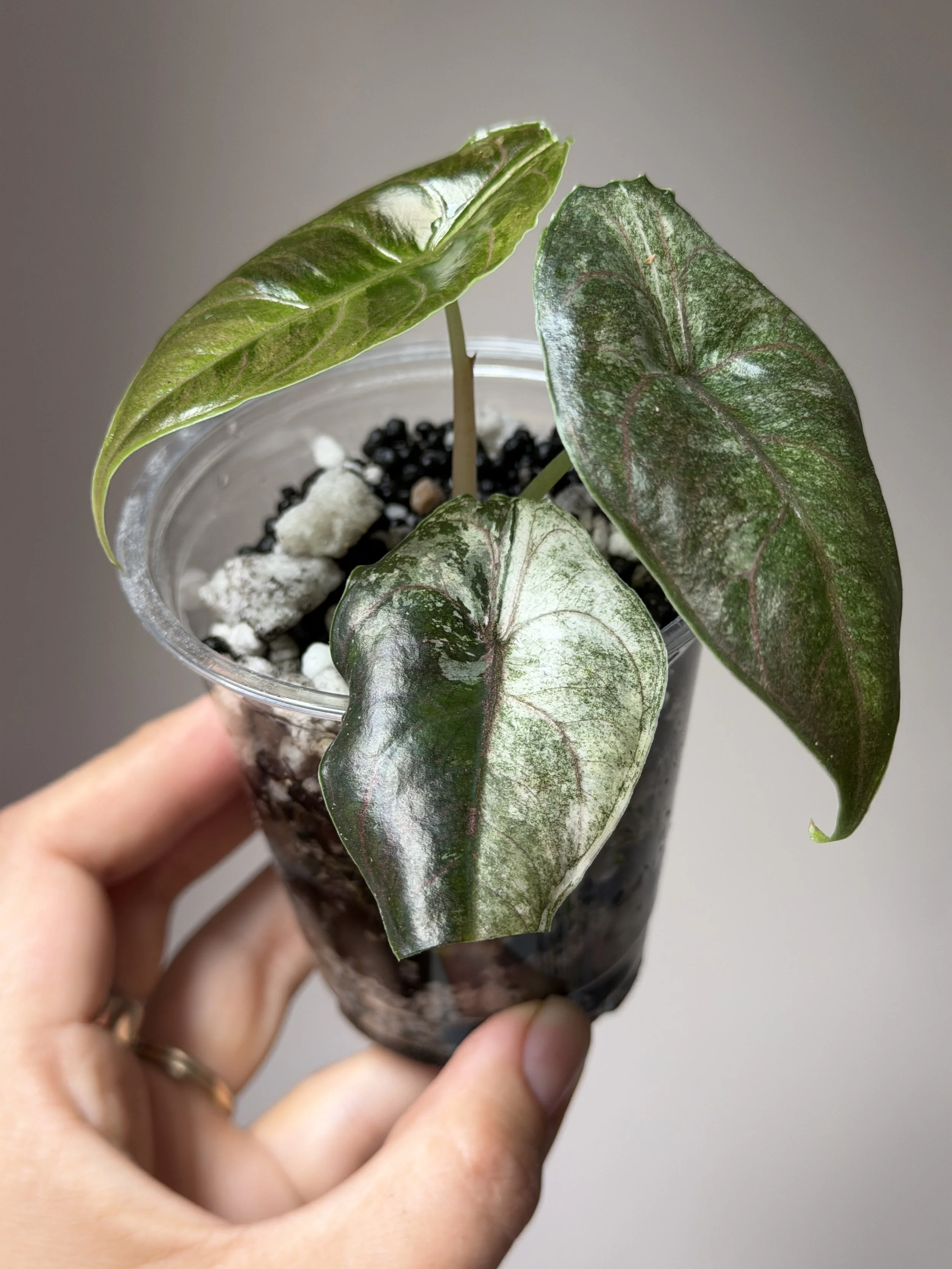 Alocasia Azlanii Albo / Pink
