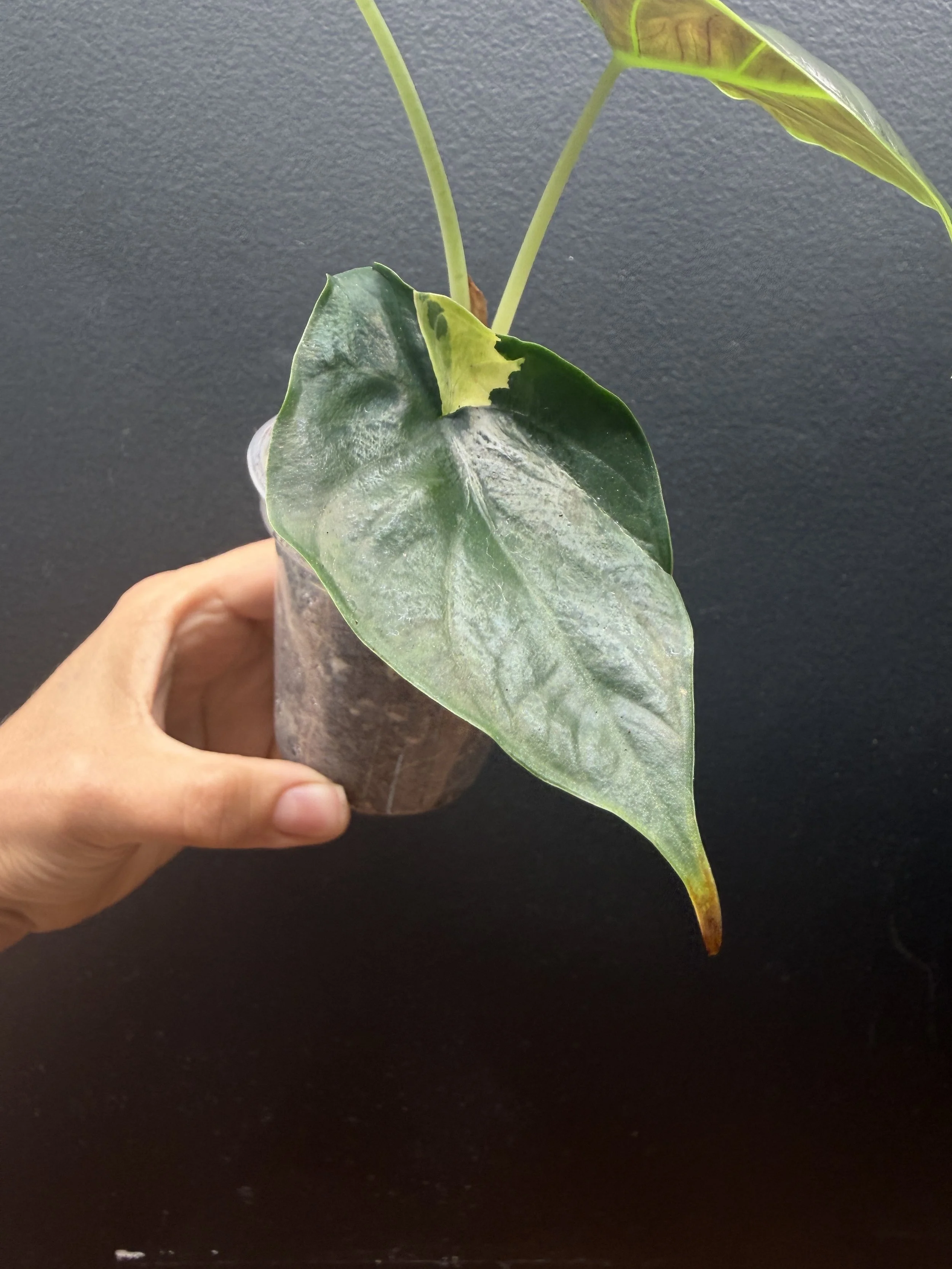 Aurea Variegated Alocasia ‘Green Unicorn’ (azlanii x baginda ‘Dragon Scale’) Plant #A22