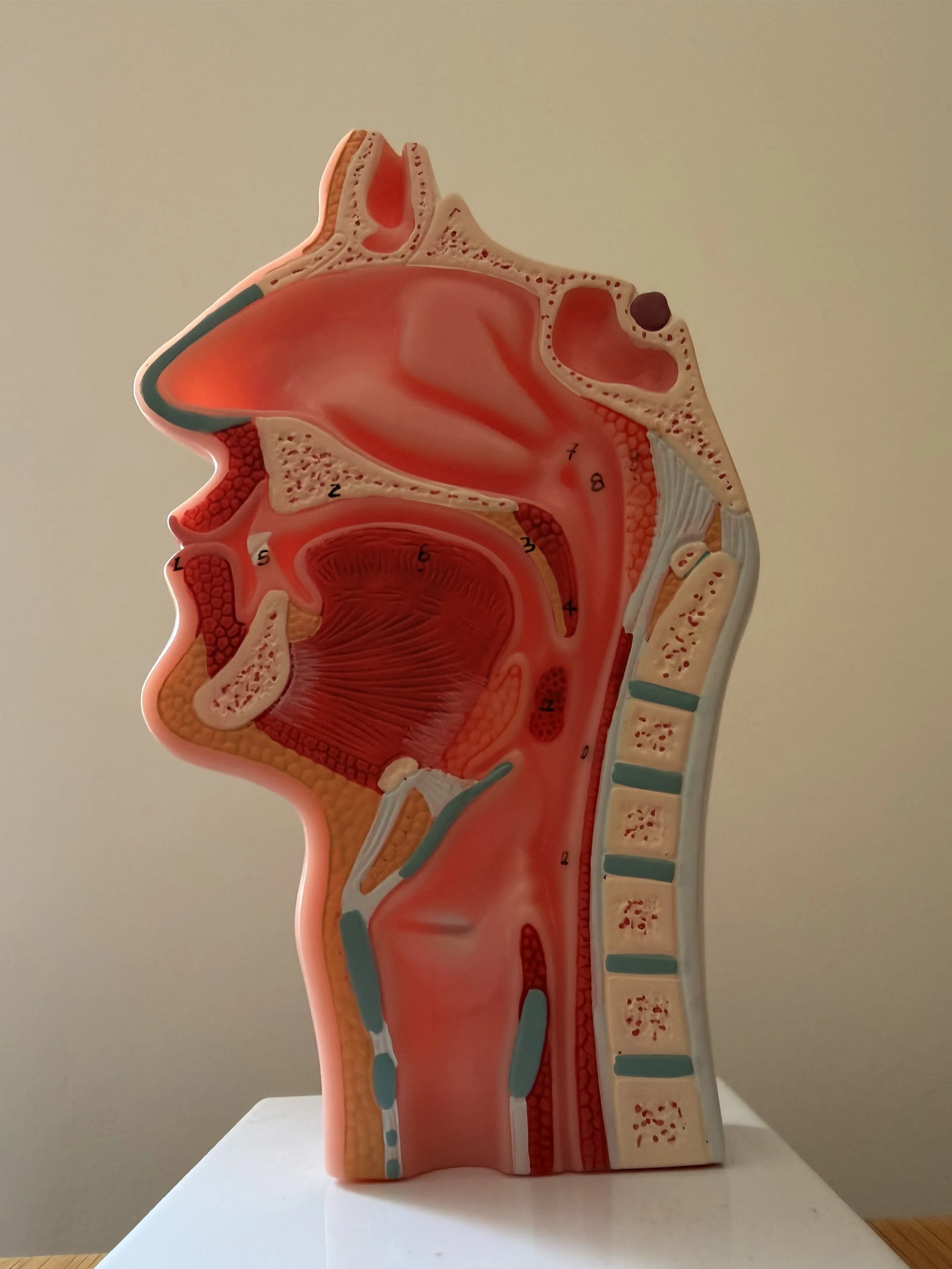 Cross-section of the human head illustrating the nasal cavity, oral cavity, pharynx, and associated structures.