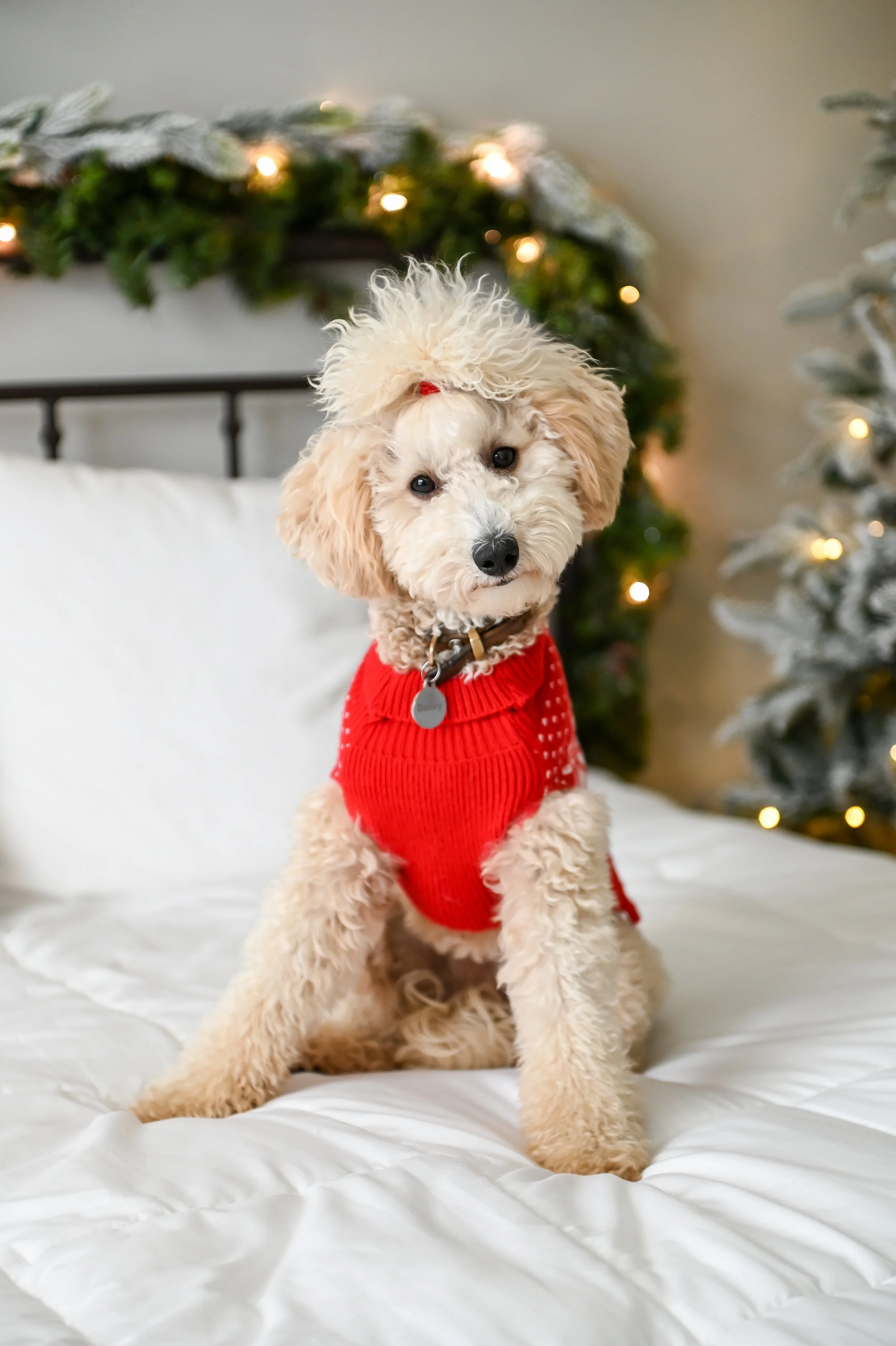 Bailey (46).jpg