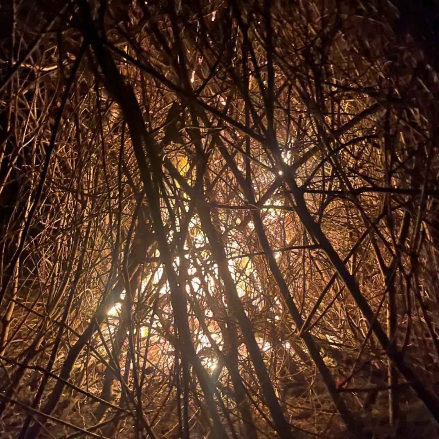 Wyldlands bonfire burnings!🔥