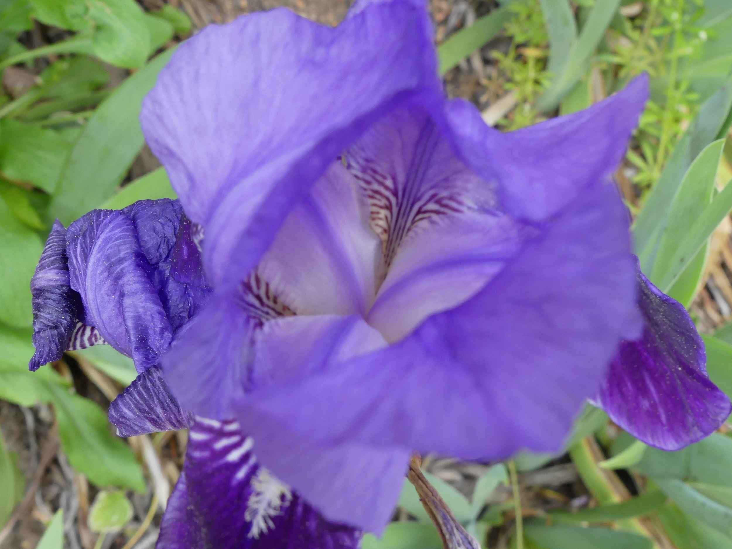 Looking through the Petals.JPG