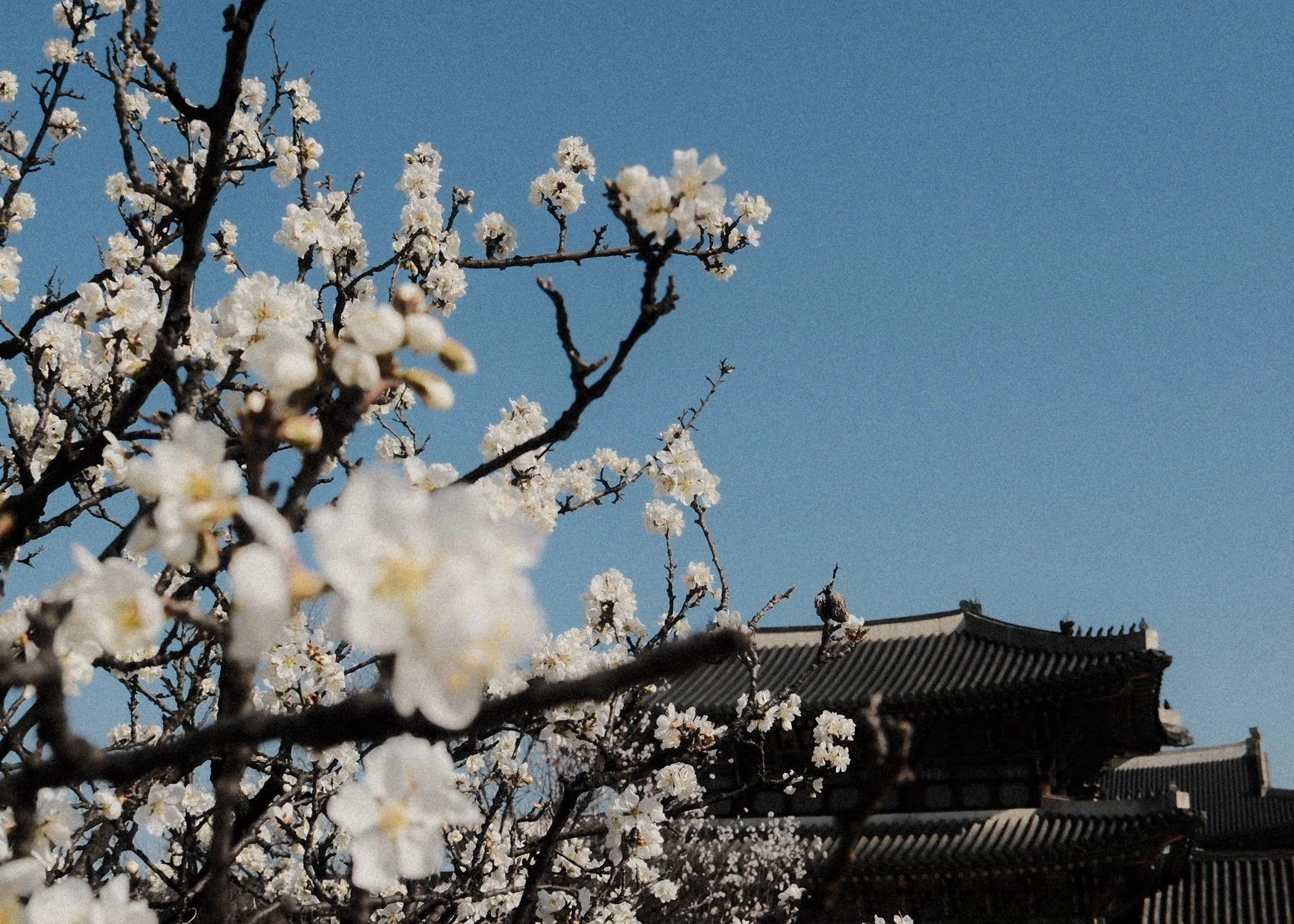 Flowers in bloom at at the grounds of Gyeongbokgung